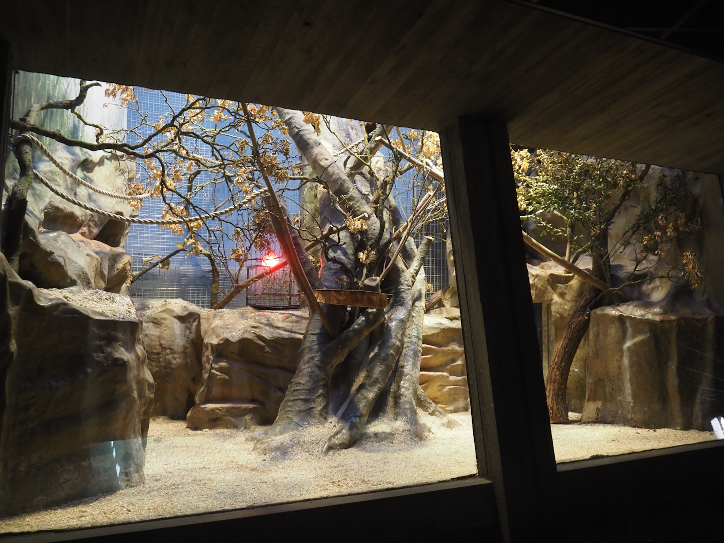 Former Hamlyn's monkey exhibit repurposed to Golden-headed lion tamarin exhibit, 2024-08-28