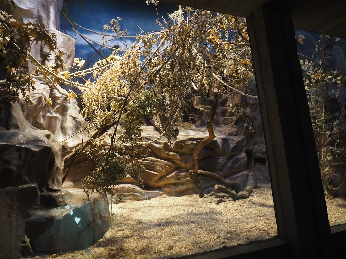 Former Hamlyn's monkey exhibit repurposed to Golden-headed lion tamarin exhibit, 2024-08-28