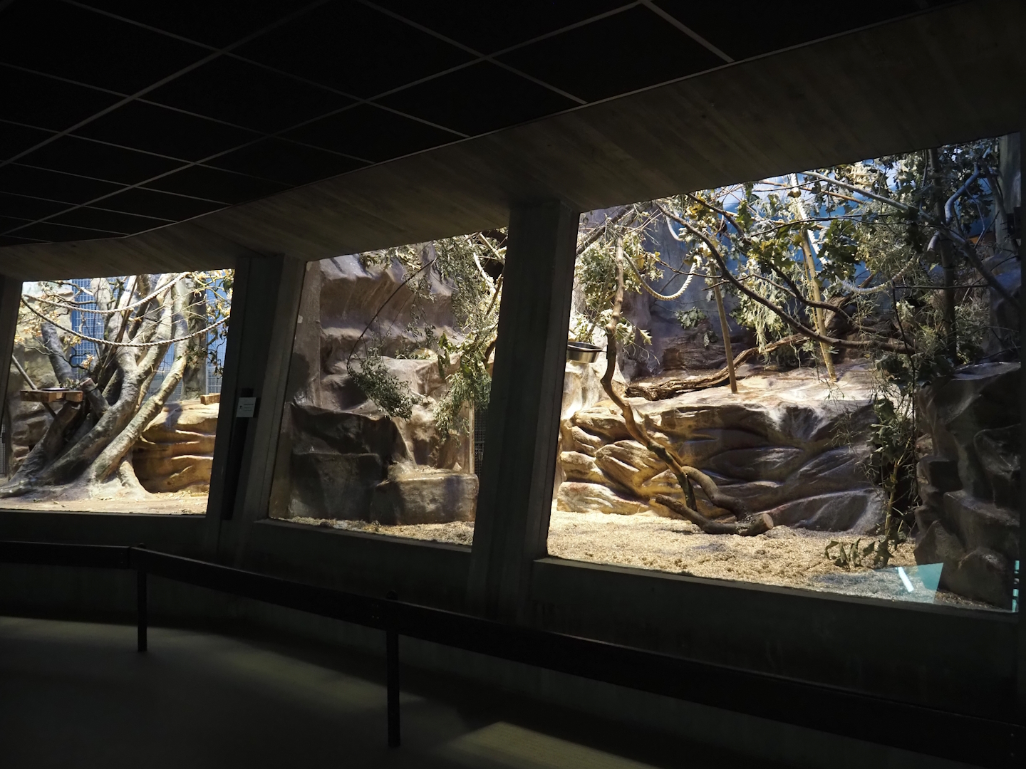 Former Hamlyn's monkey exhibits being repurposed for callitrichids,  2024-07-28