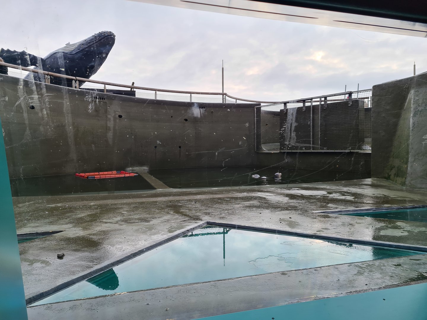 Former Harbour porpoise tank - Half-empty with Harbour seals
