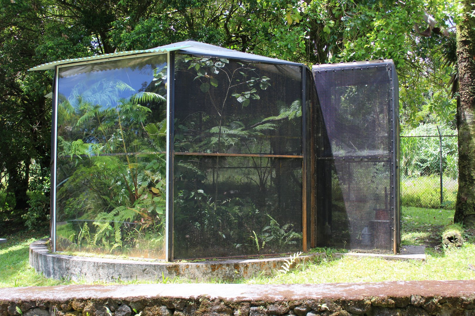 Former Hawai'i 'Amakihi Exhibit