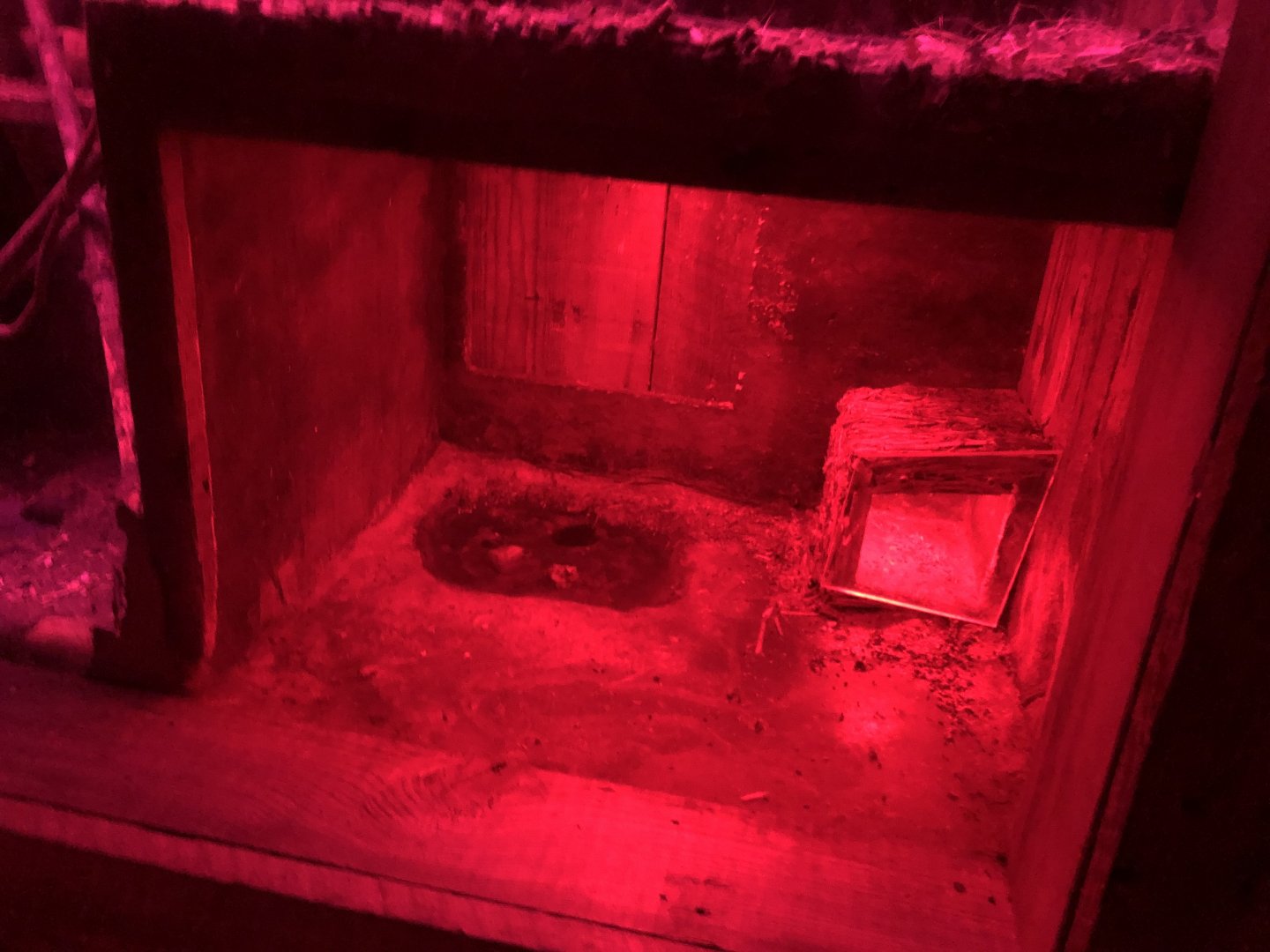 Former home of short-tailed shrew!