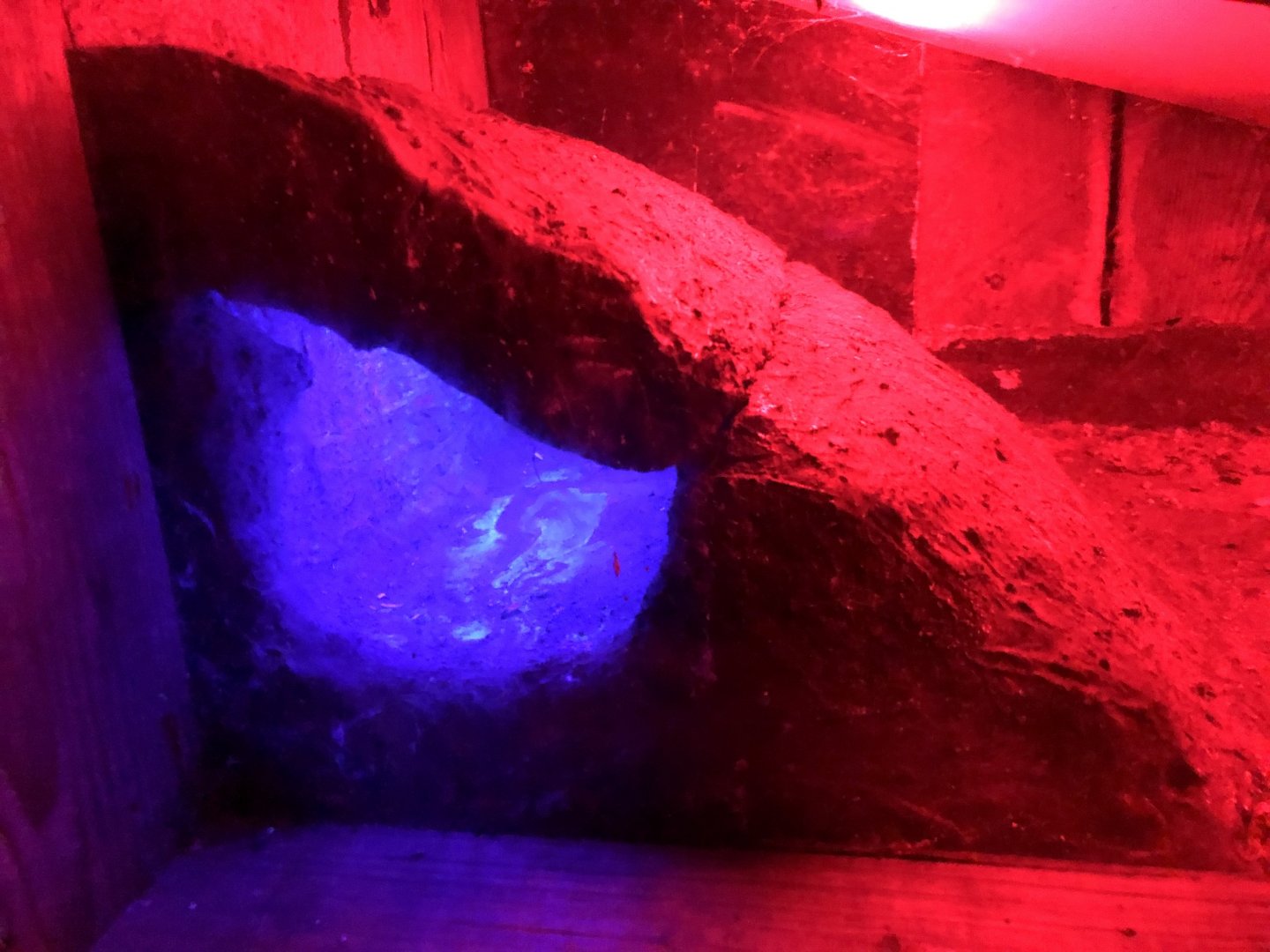 Former home of Star-nosed Mole!