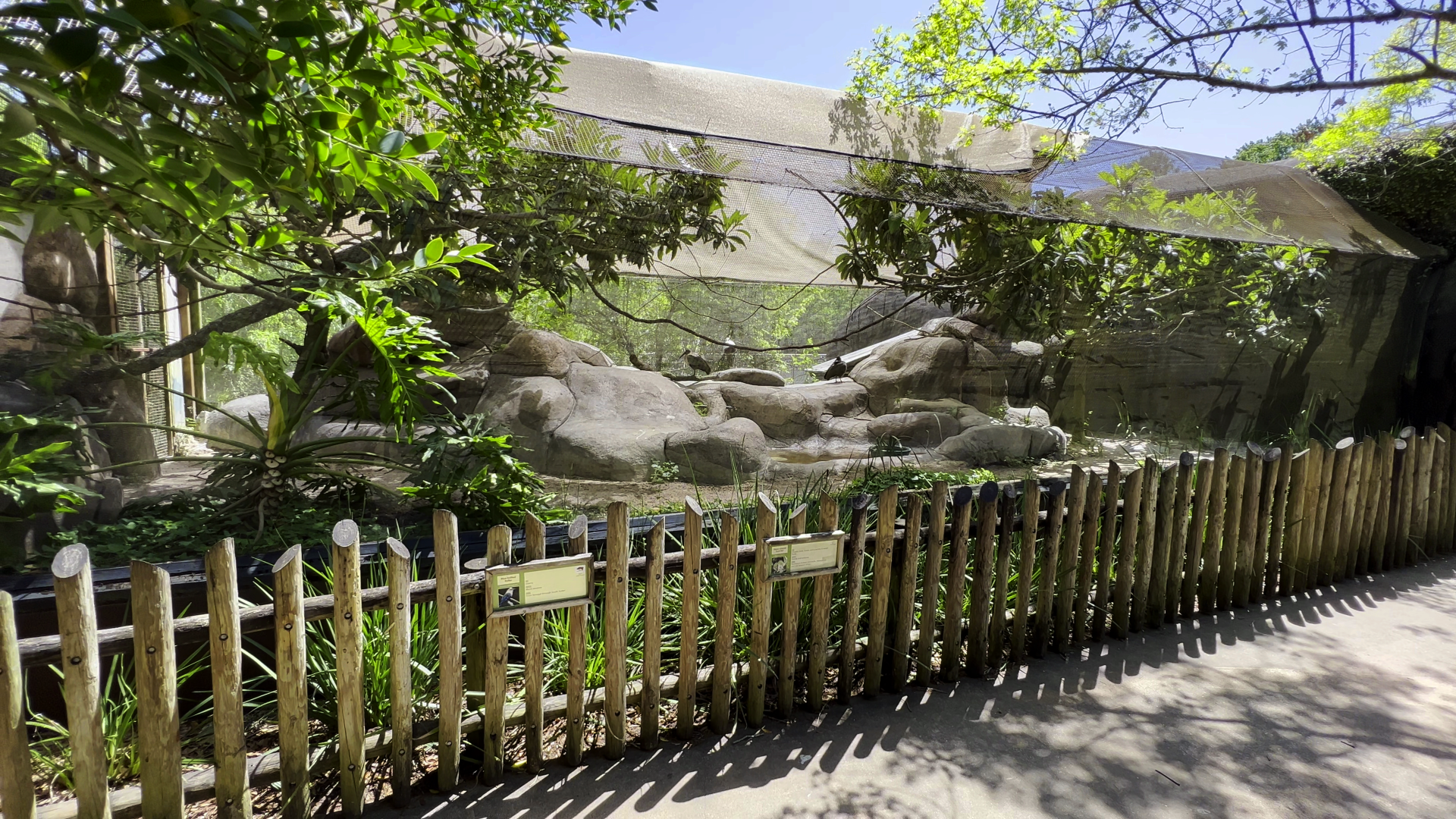 Former Hyrax Exhibit With Hadada Ibis