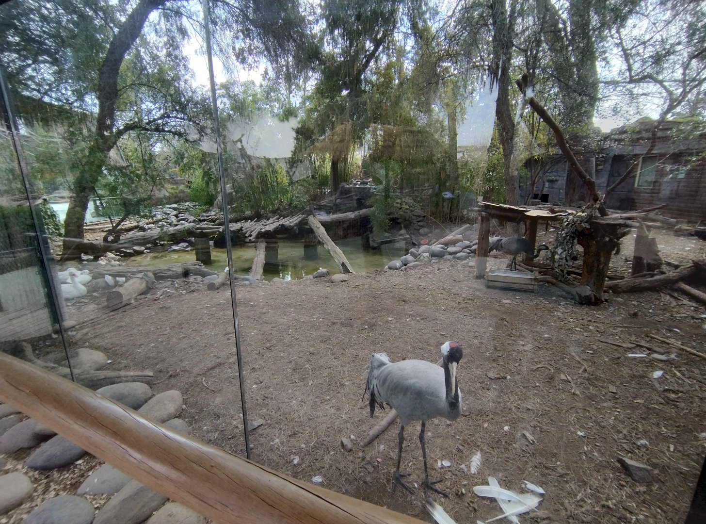 Former jaguar exhibit - Buin zoo