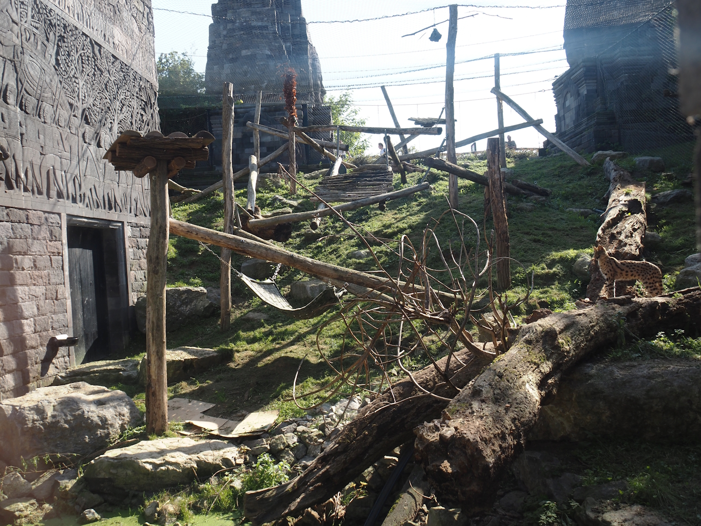 Former Javan leopard exhibit, now temporarily home to servals, 2024-09-17