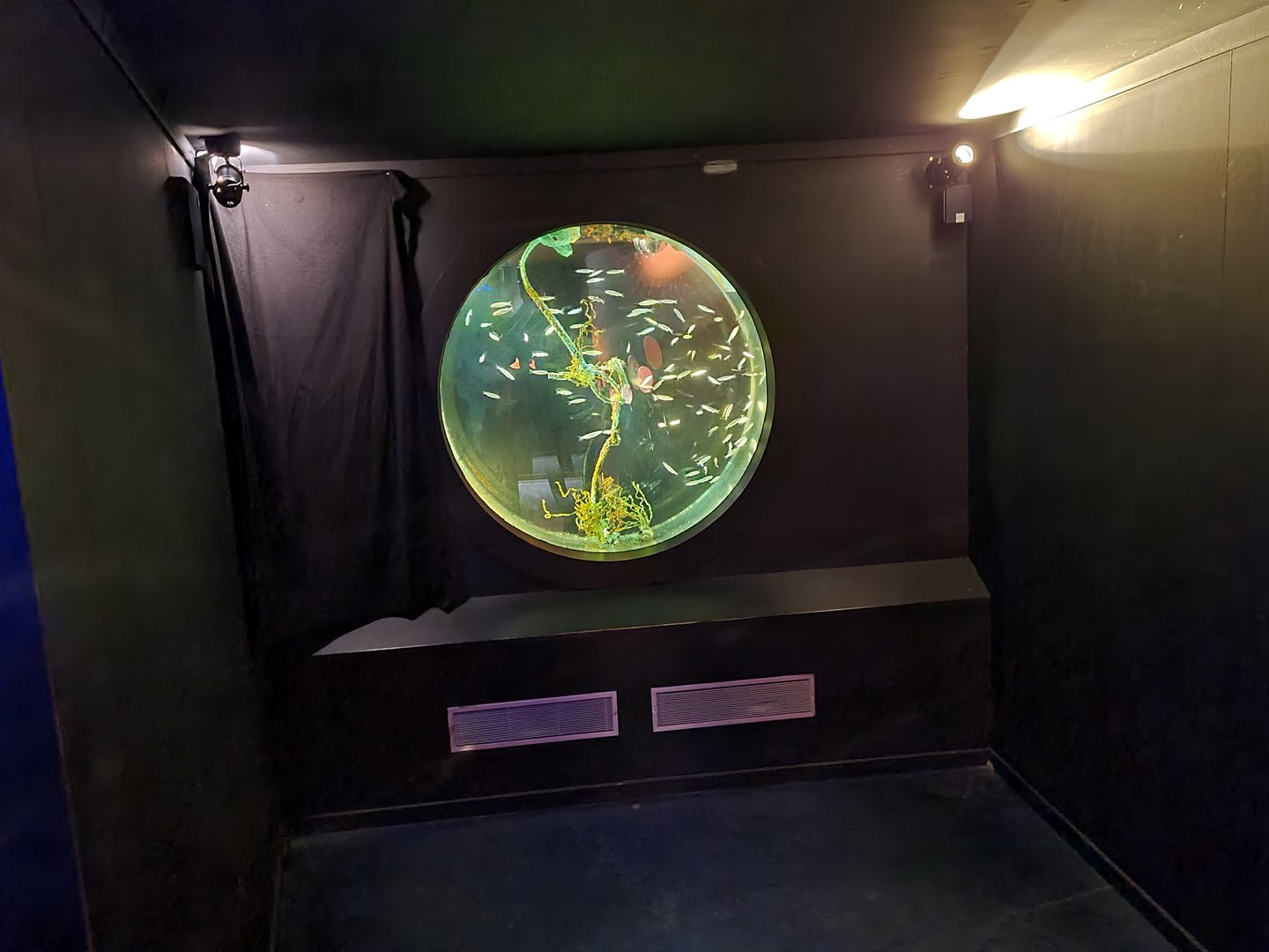 Former jellyfish tank, now used for Juvenile Grey mullets