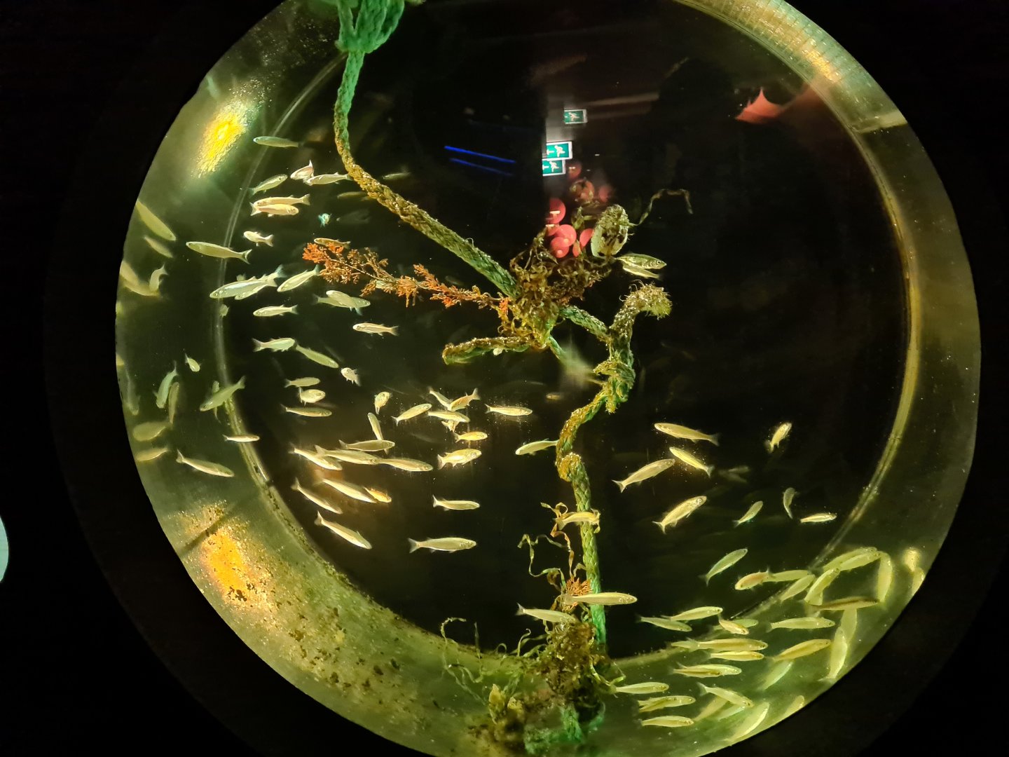 Former jellyfish tank, now used for juvenile Thicklip grey mullets