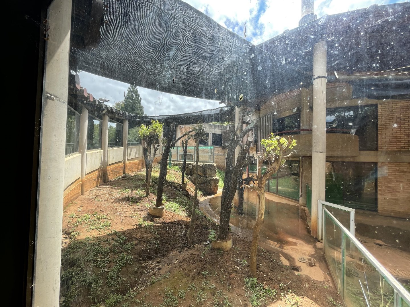 Former Koala House (Phascolarctos cinereus)