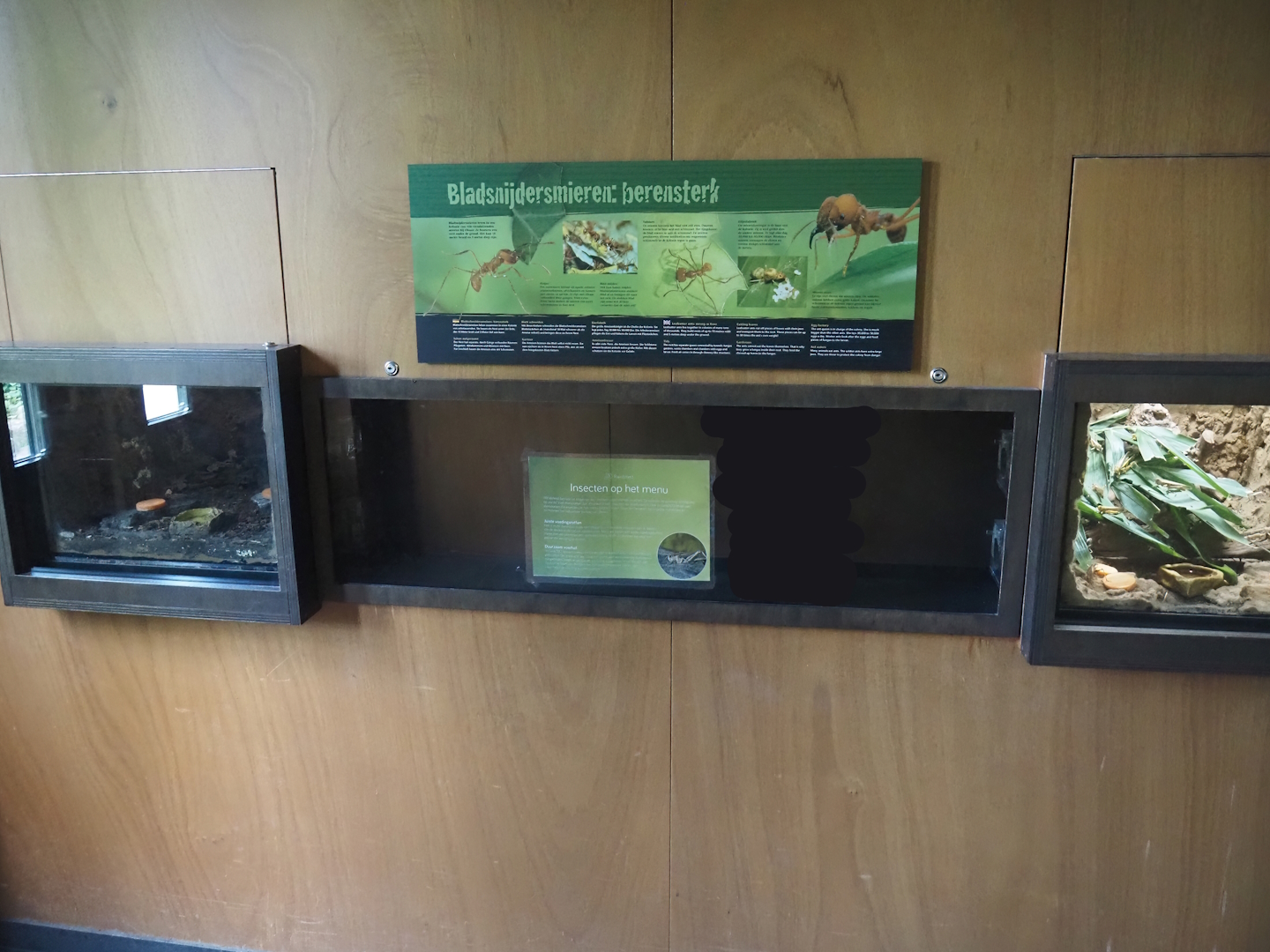 Former leafcutter ant colony now (temporarily?) housing feeder insects, 2024-08-21