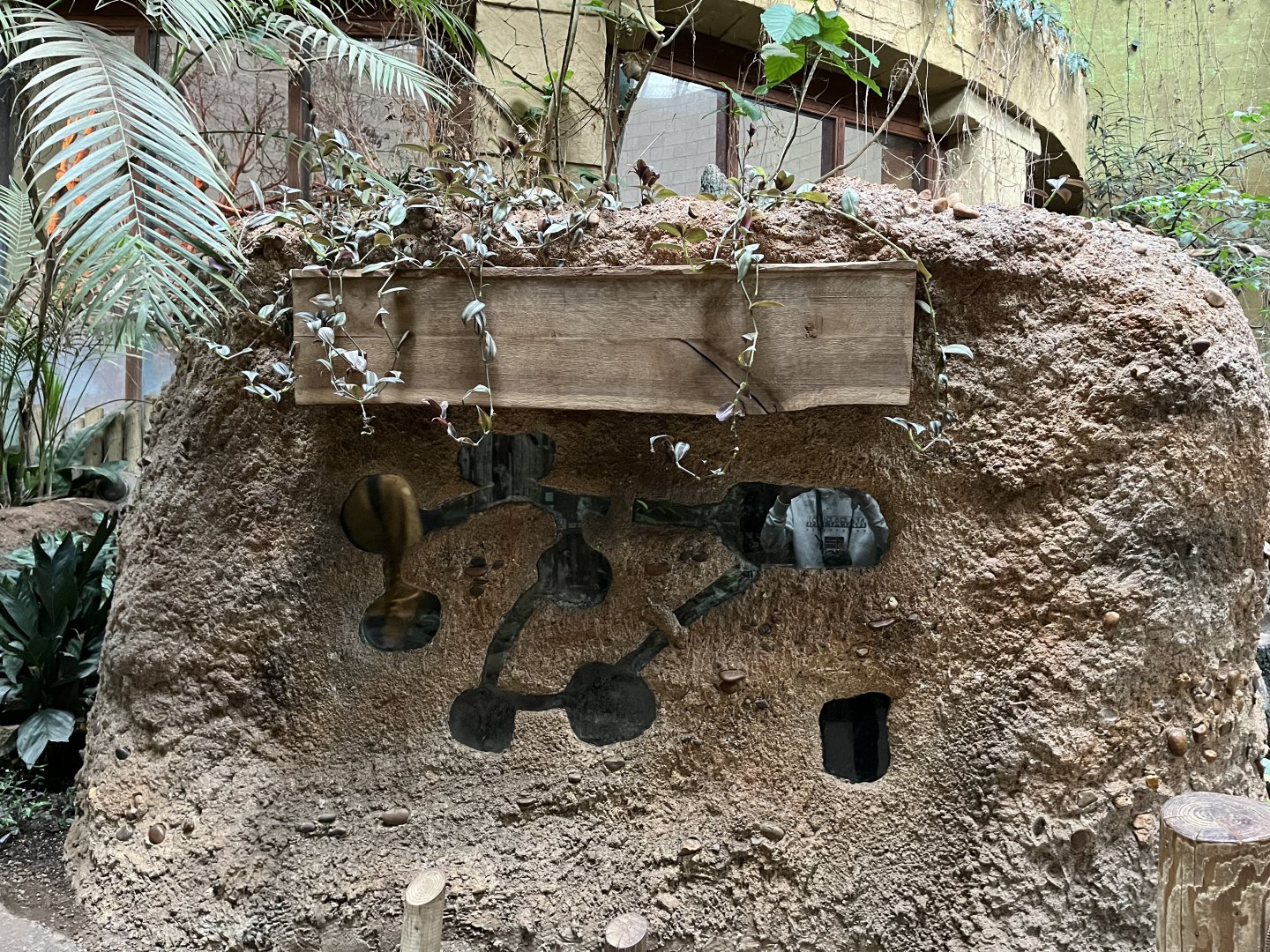 Former leafcutter ant enclosure 29.6.24