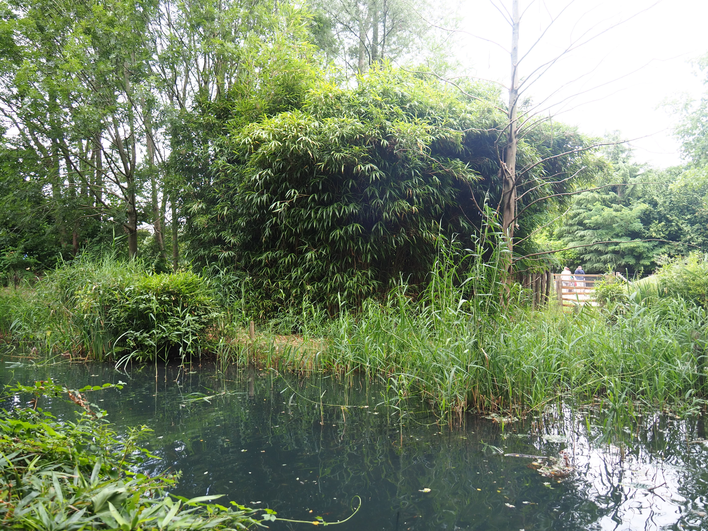 Former lemur island - Future common marmoset and white-faced saki island, 2019-08-11