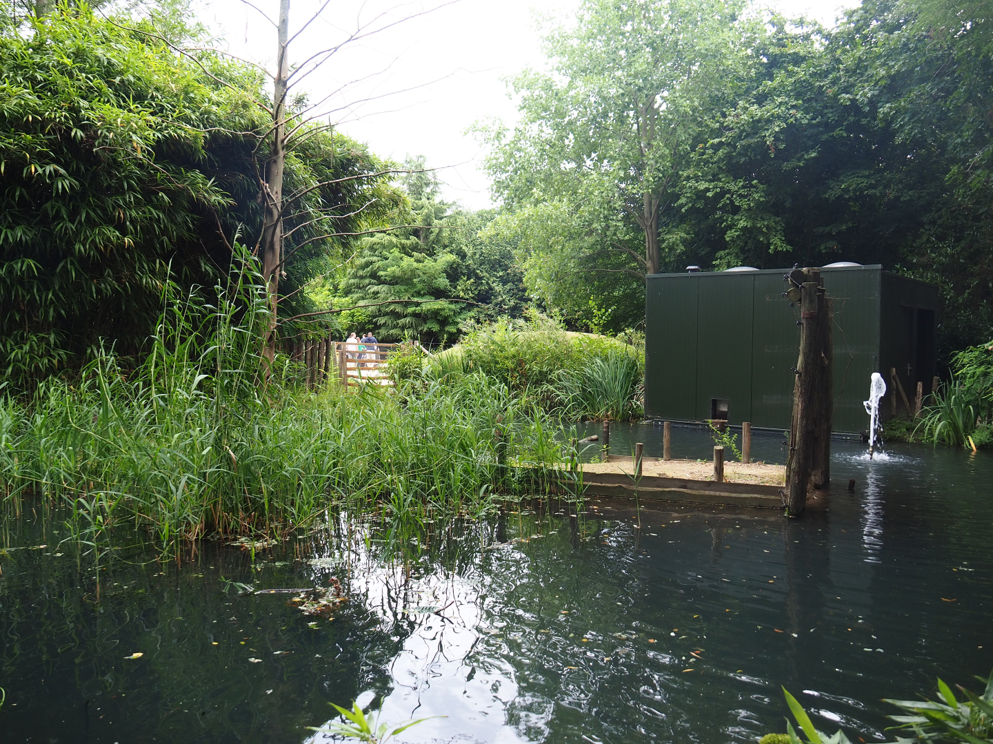 Former lemur island - Future common marmoset and white-faced saki island, 2019-08-11