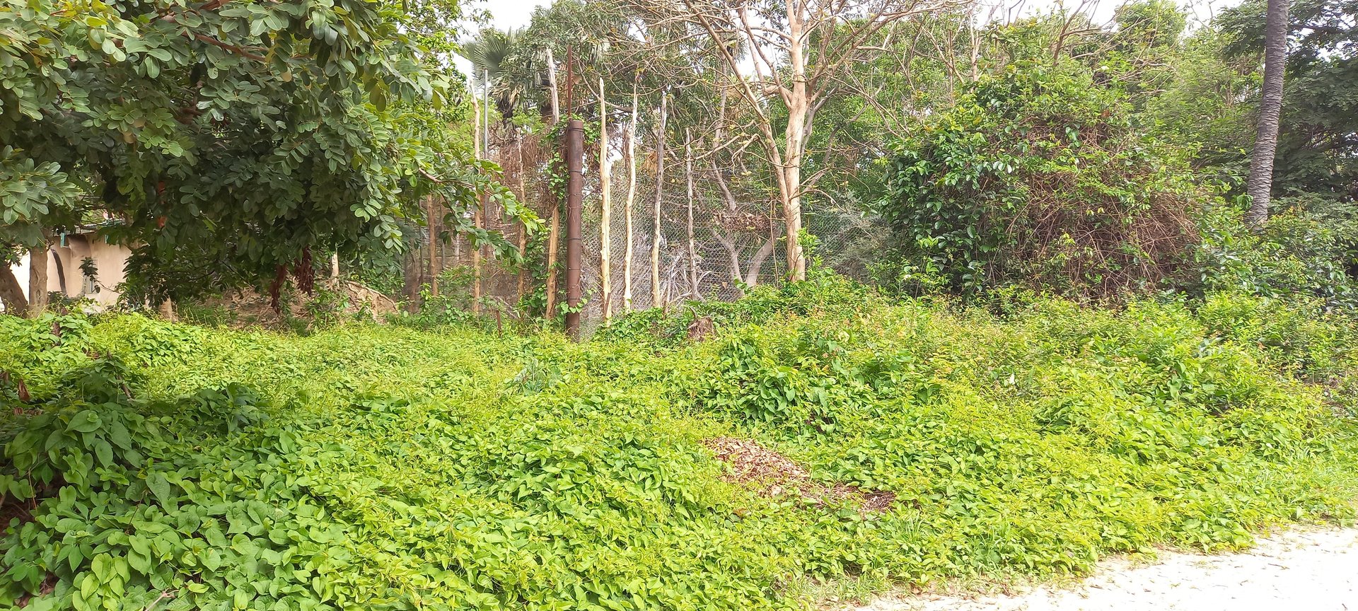 Former Lion-enclosure