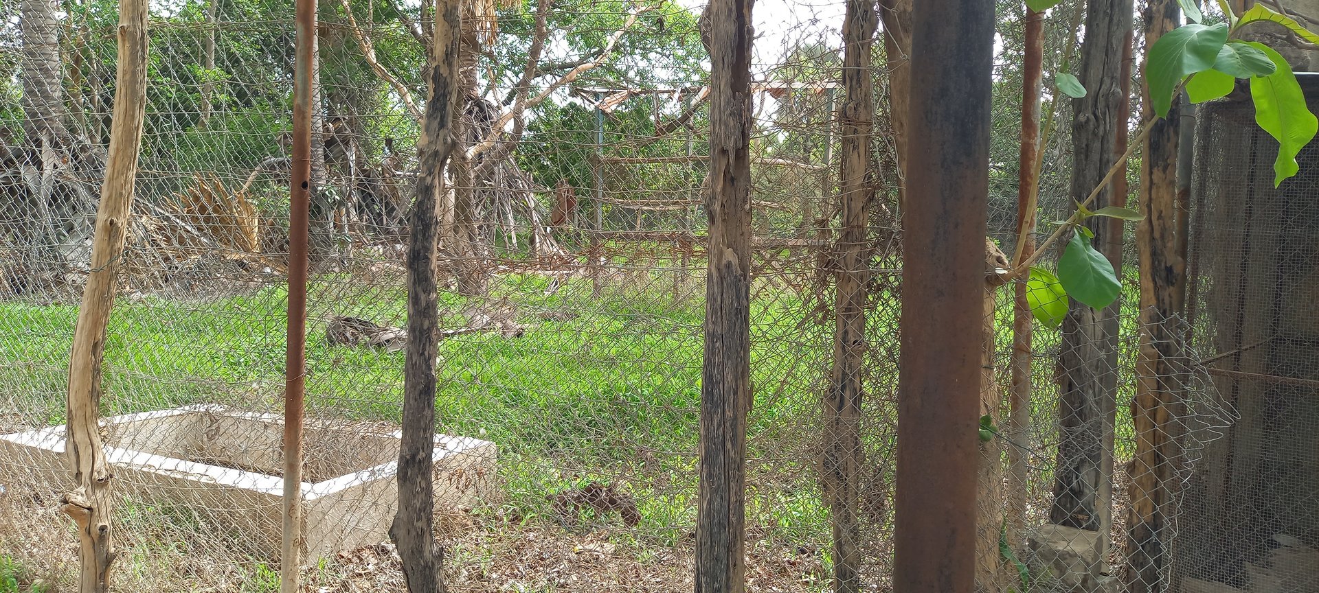 Former Lion-enclosure