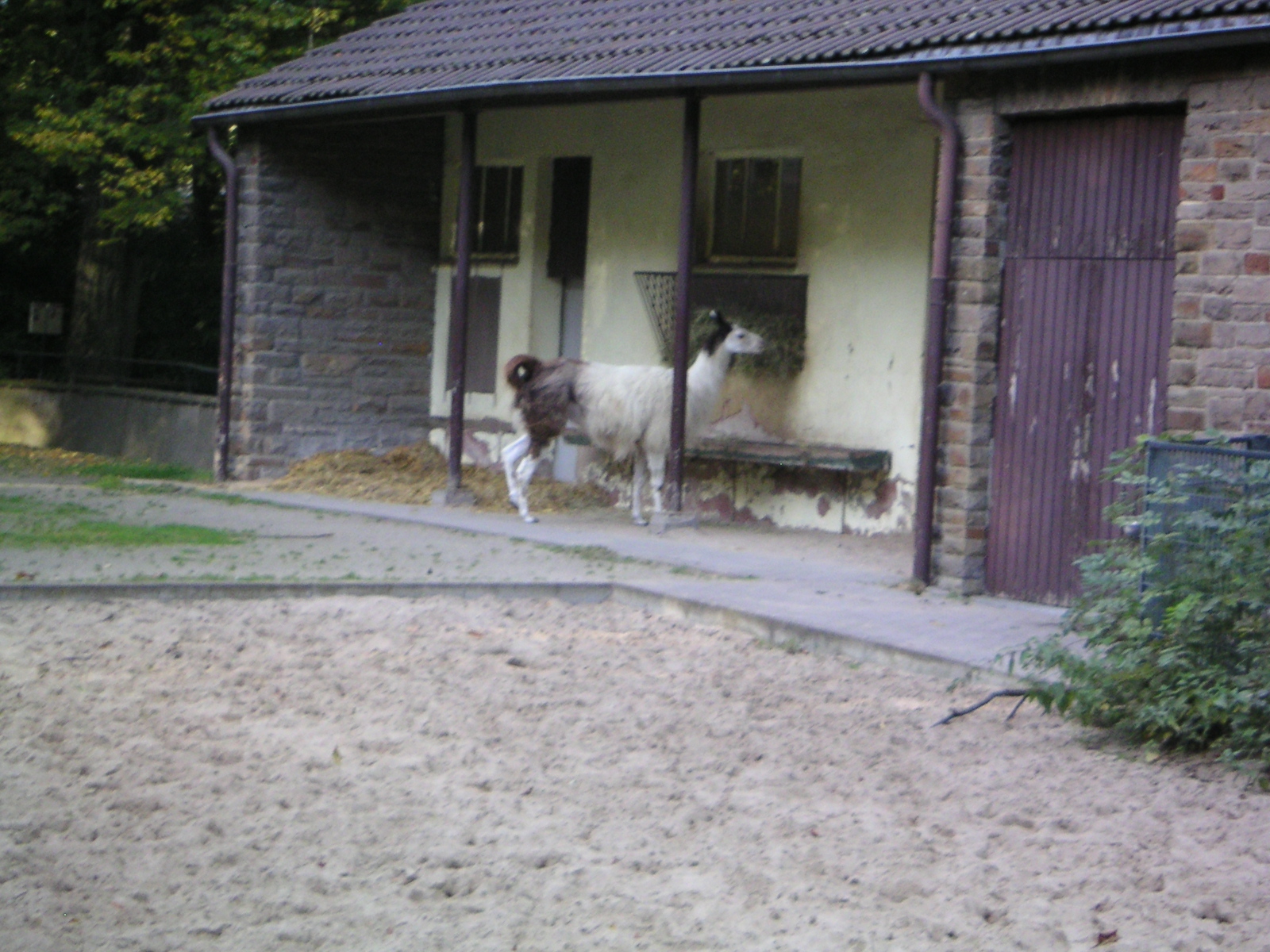 Former Llama and tapir enclosure at Gelsenkirchen
