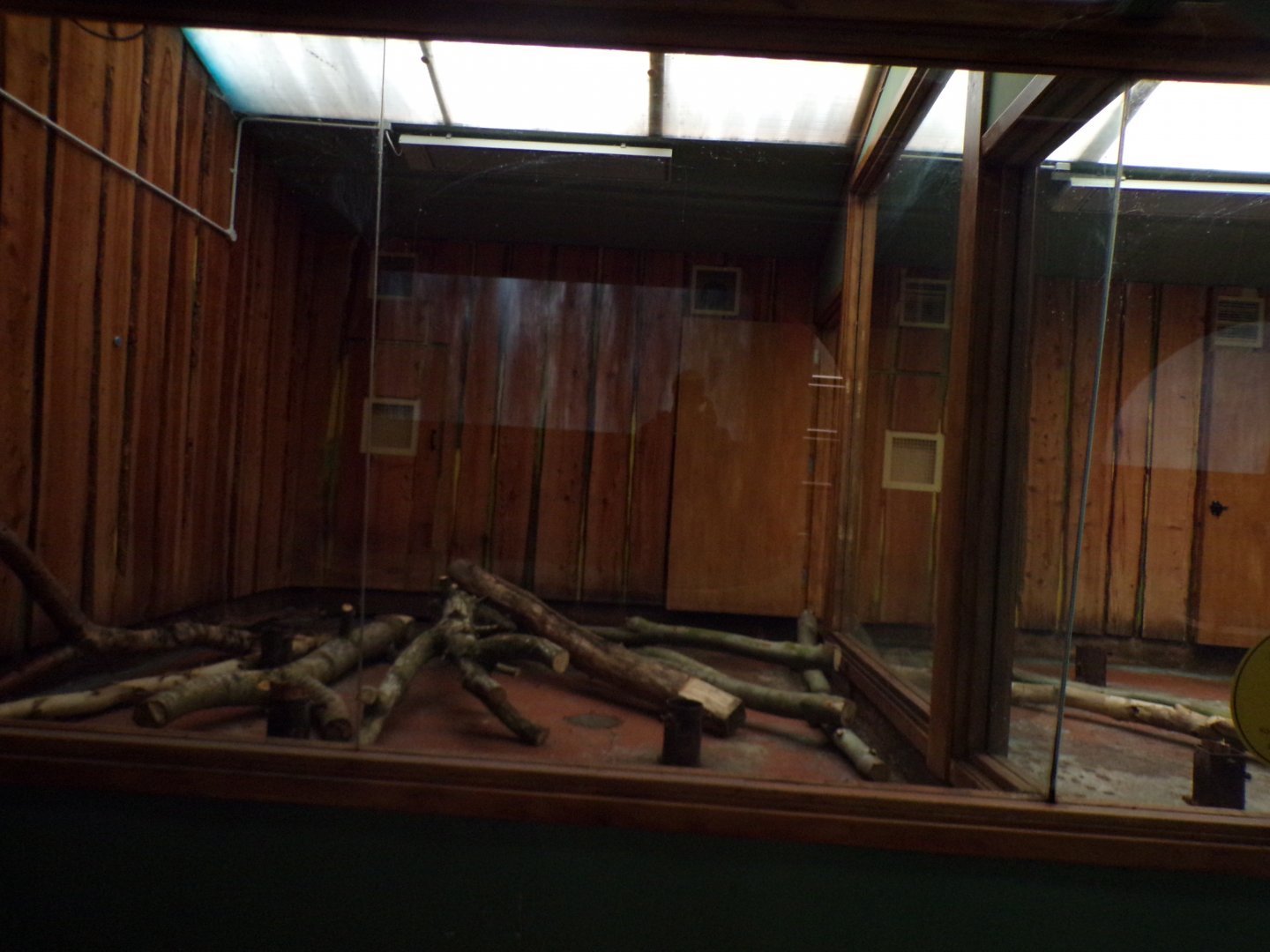 Former male koala enclosure 16.2.24