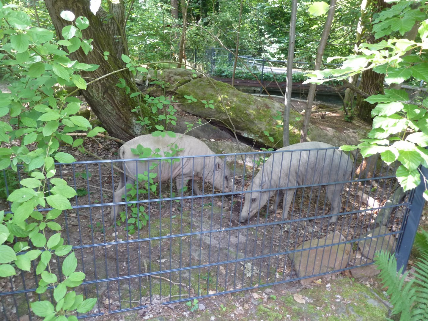 Former Manatee house - Babirusa