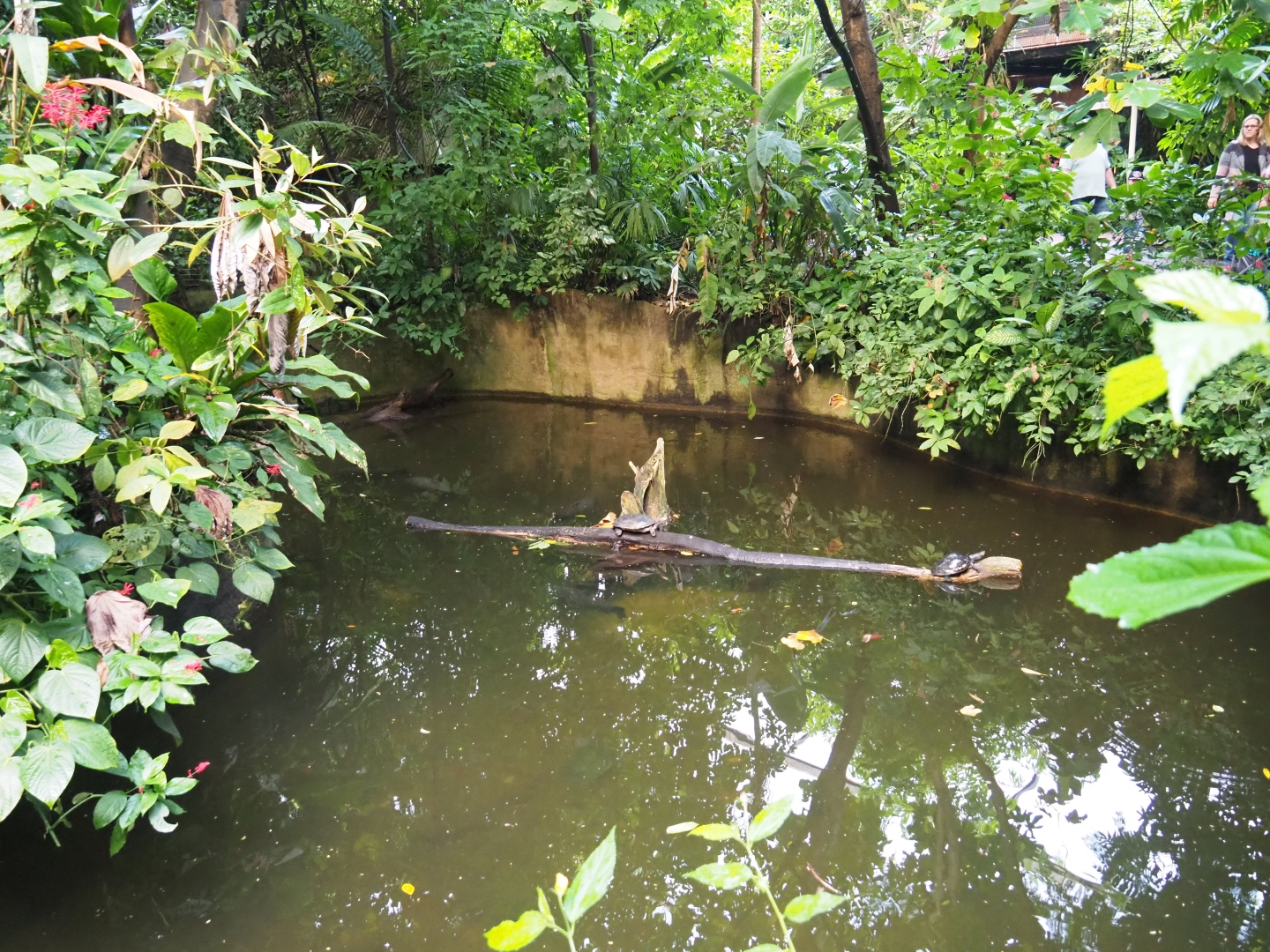 Former manatee pool (Sep 16th, 2018)
