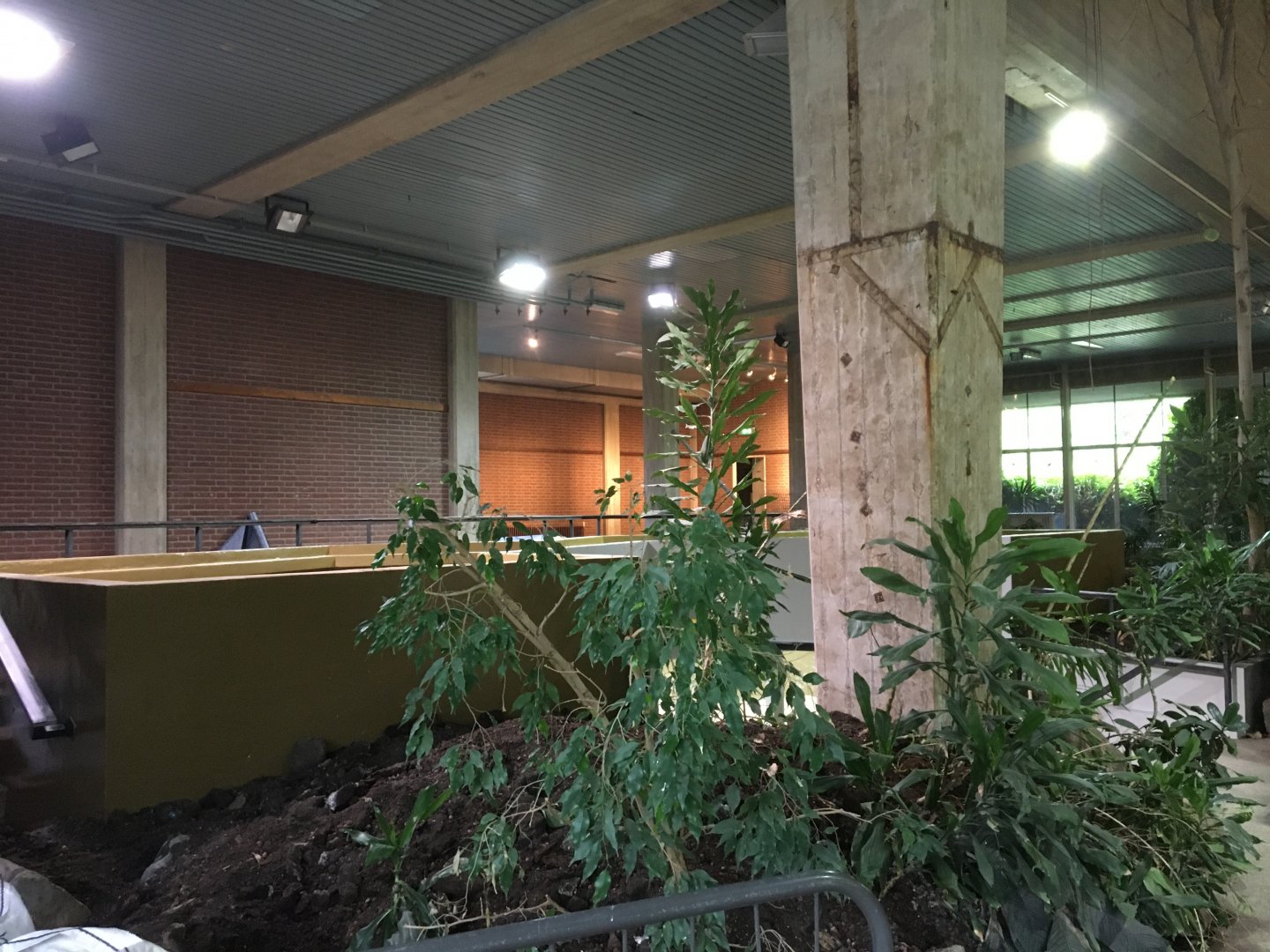 Former manatee tank, now getting prepared to house Pacu (Colossoma macropomum)