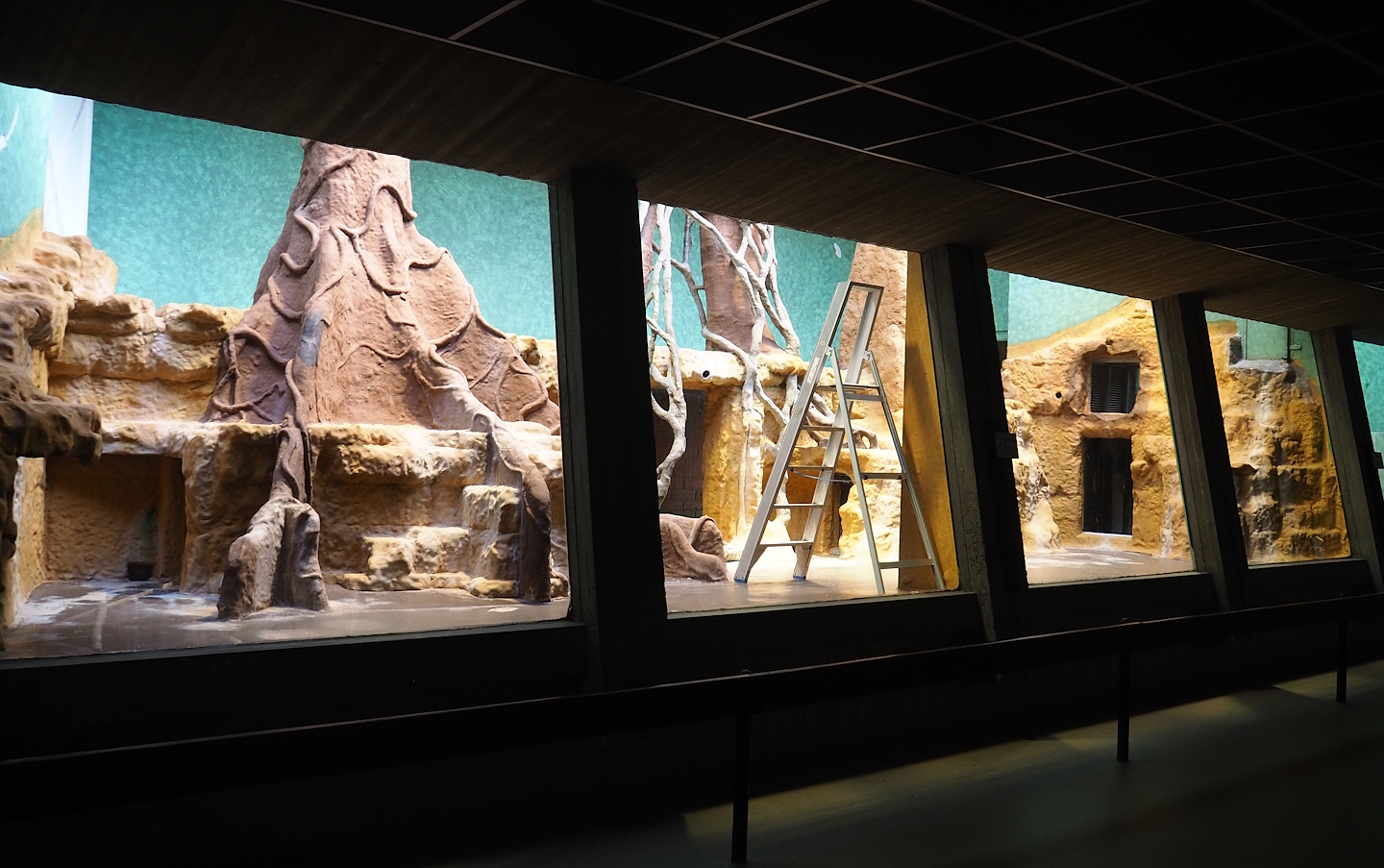 Former Mantled colobus being renovated to become Goodfellow's tree kangaroo exhibit, 2023-07-22