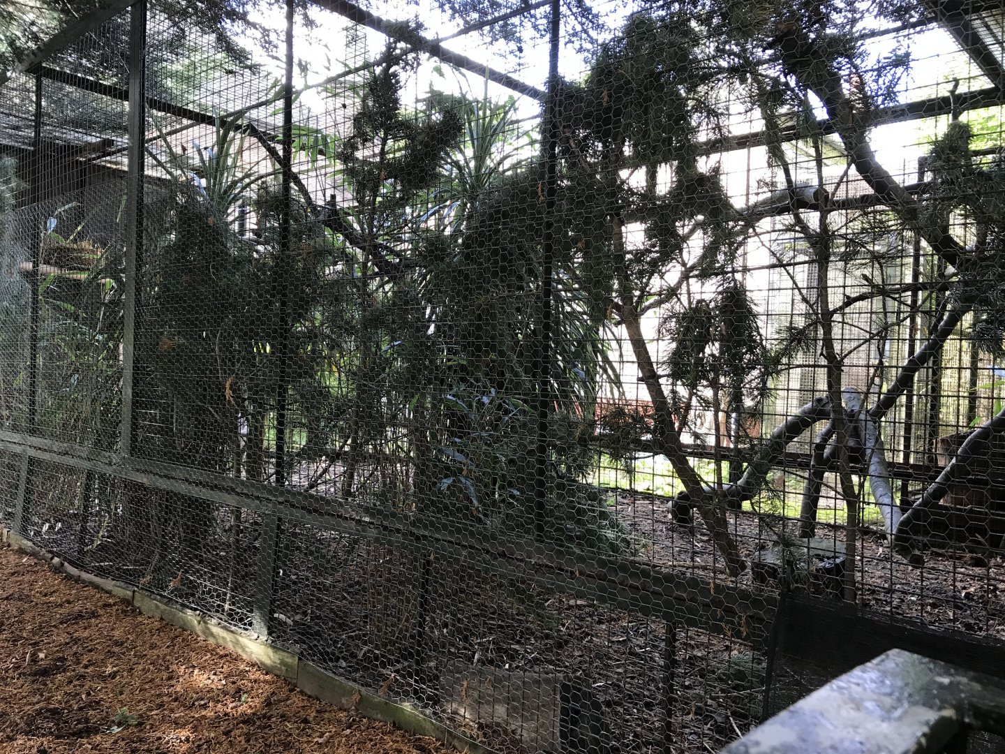Former margay enclosure