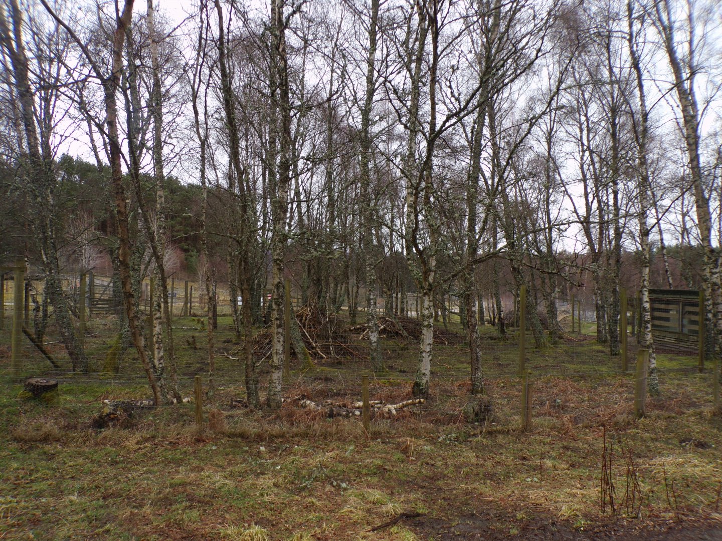 Former markhor enclosure 5.4.24