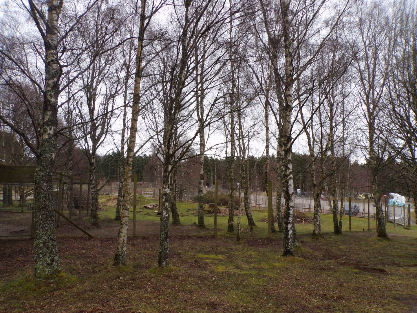 Former markhor enclosure 5.4.24