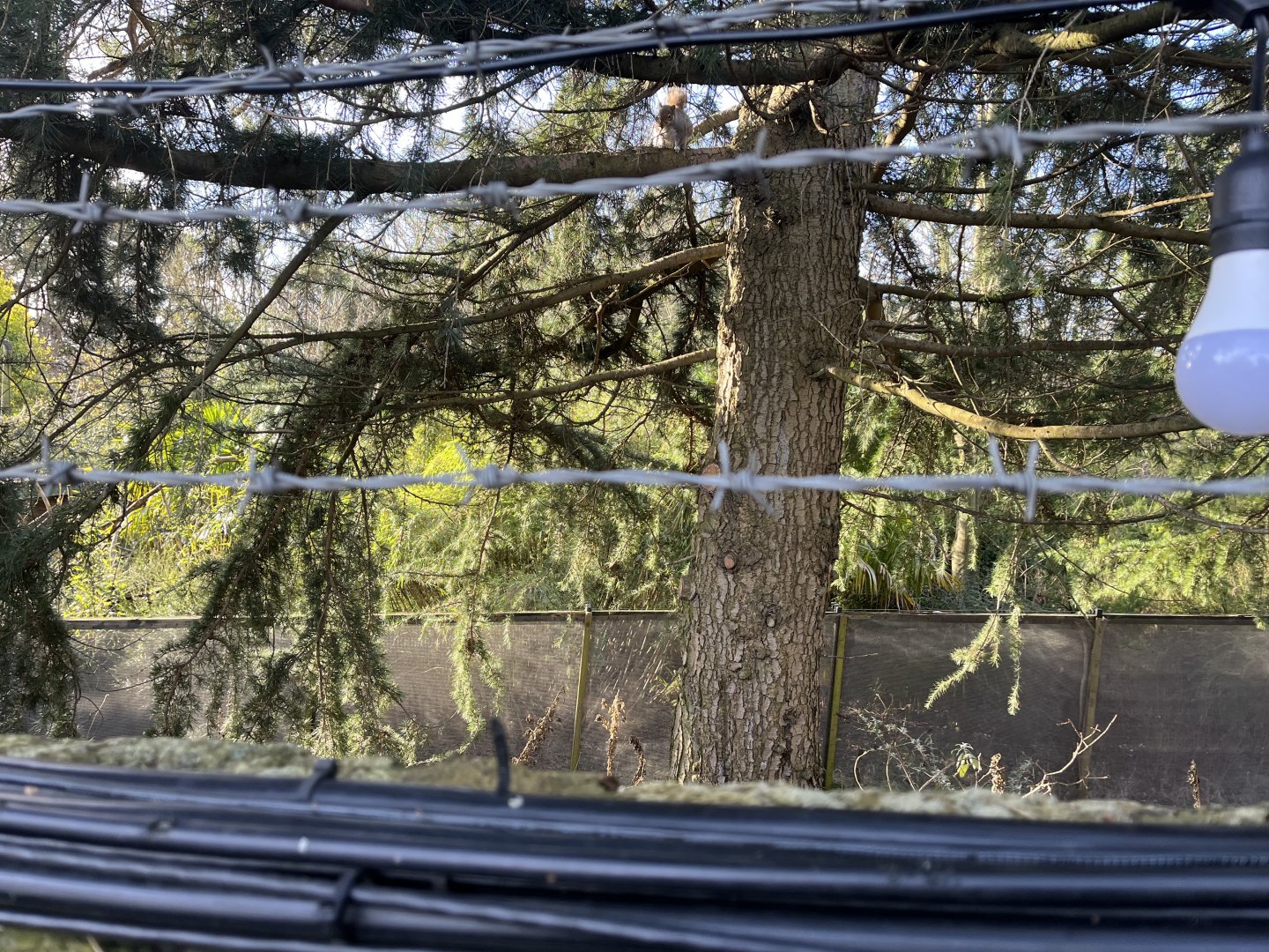 Former monkey walkthrough from outside the zoo 13.1.24