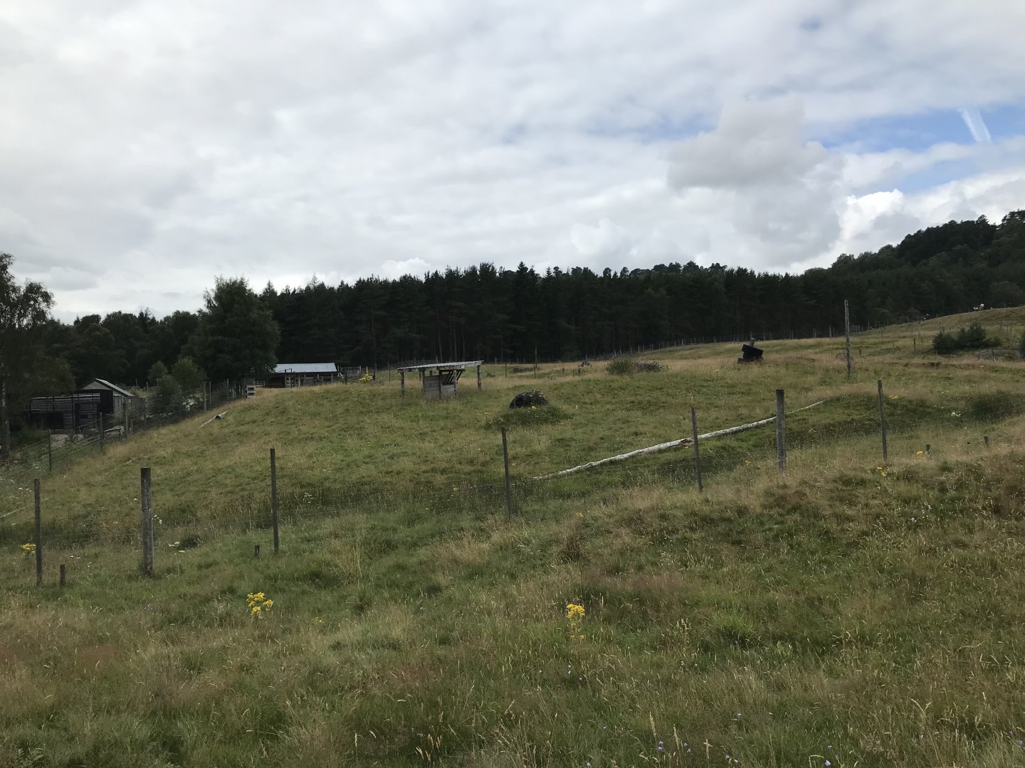 Former muskox enclosure