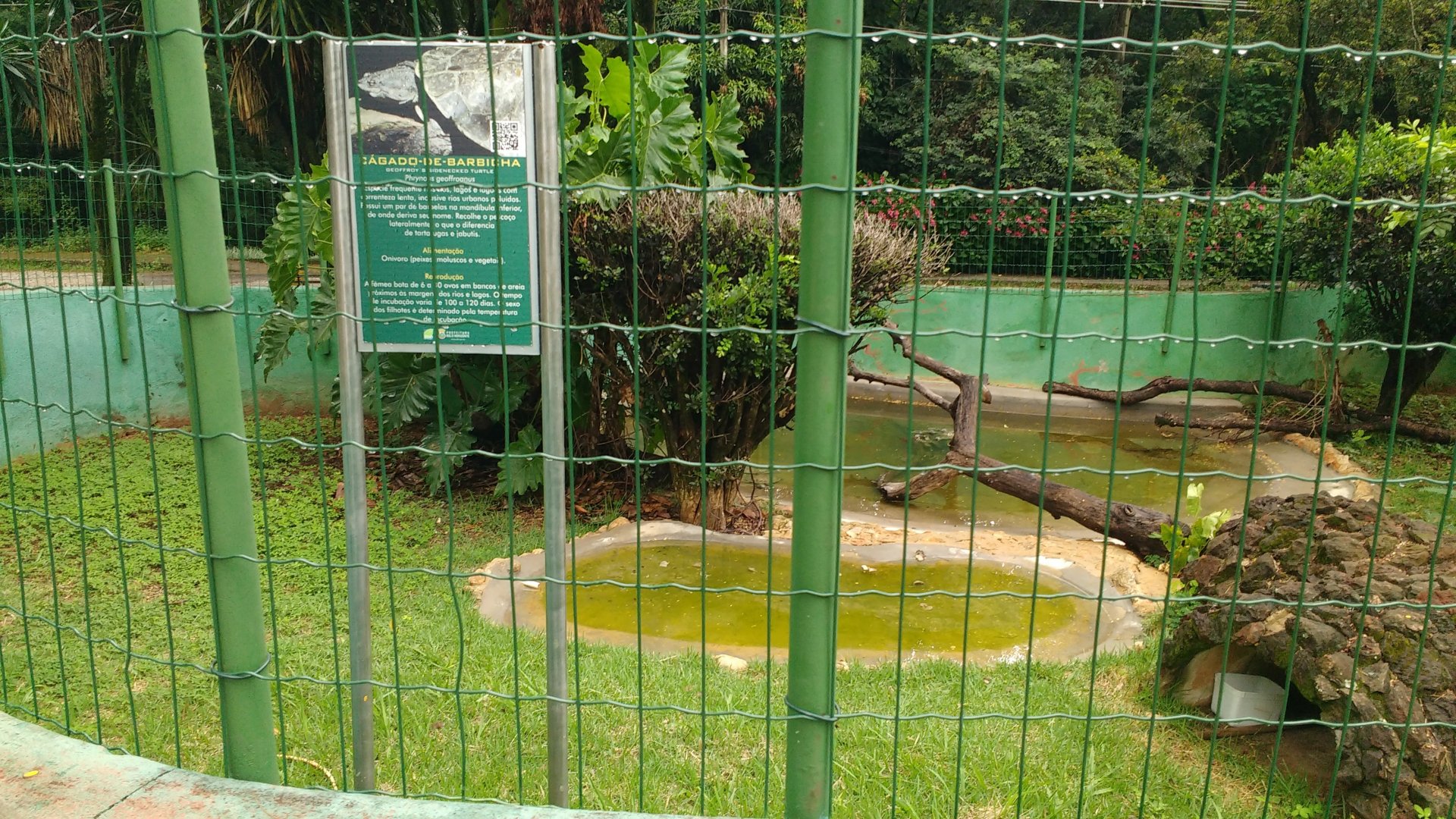 Former nile monitor exhibit, now holding some bearded sliders - Belo Horizonte zoo