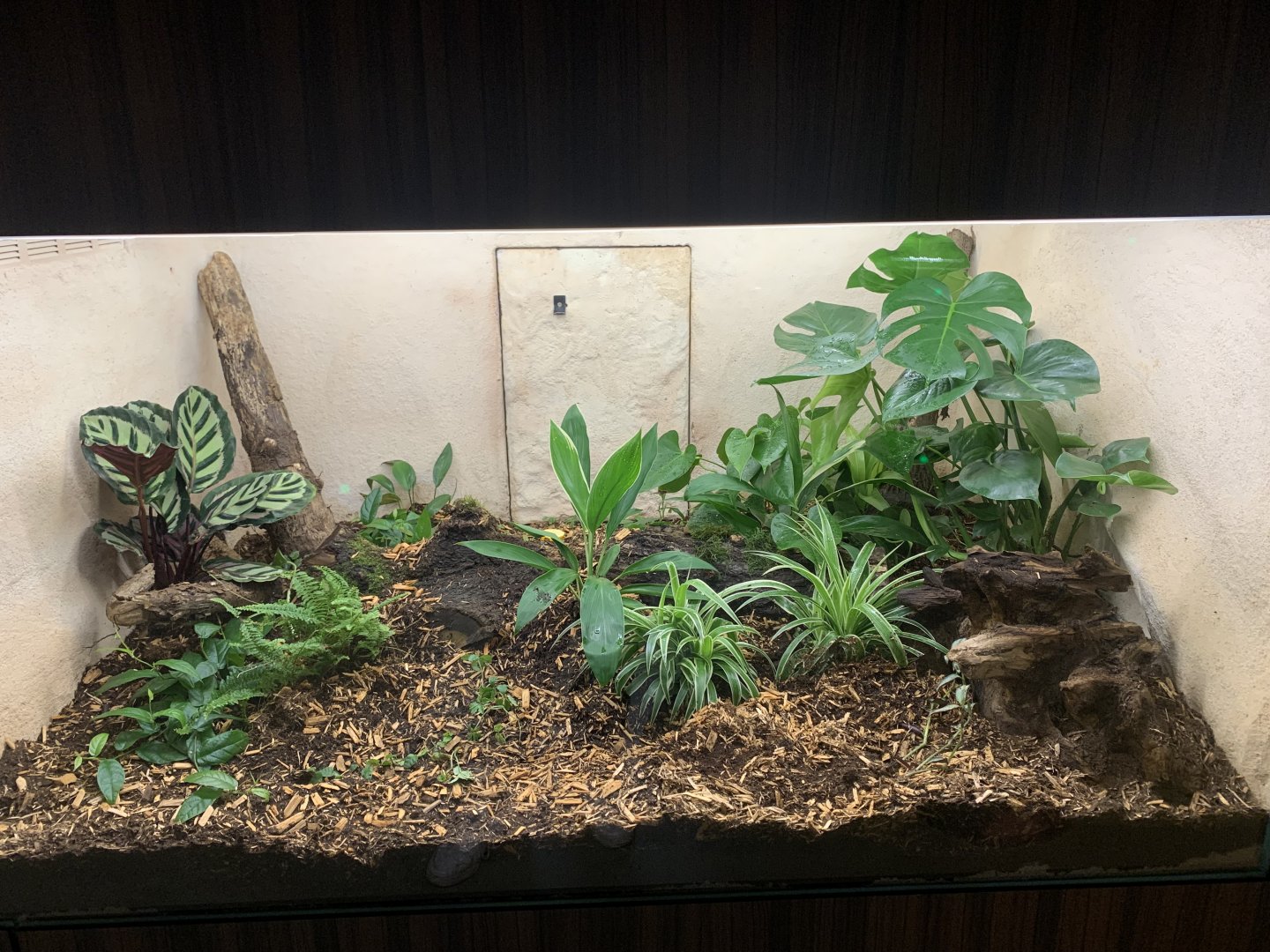 Former Ocellated Lizard exhibit, soon home to new species