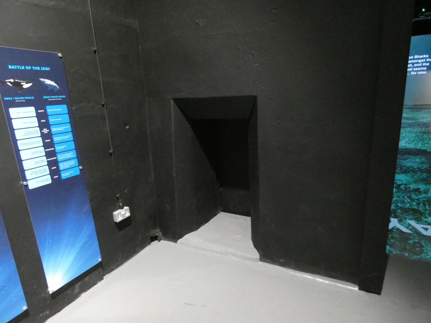 Former orangutan chute to den in 'Planet Shark' exhibition