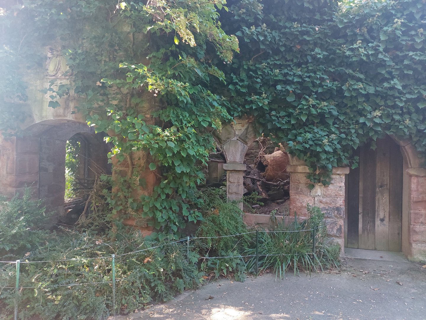 Former owl ruins, now kea