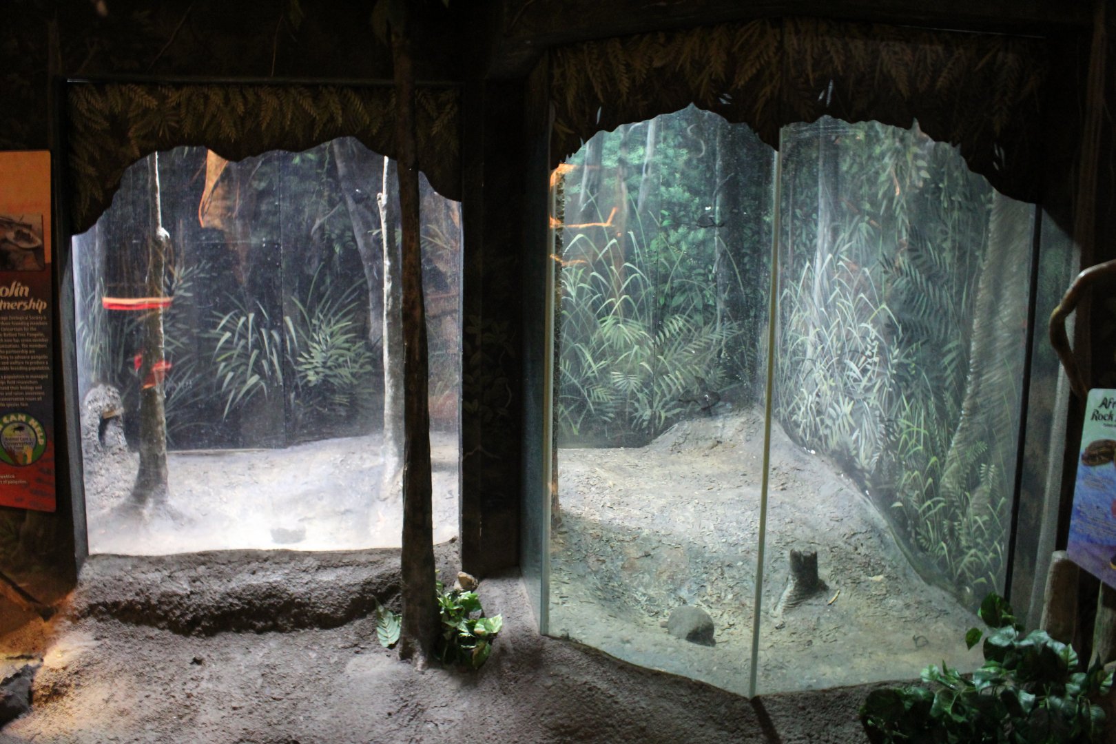 Former Pangolin Exhibit (Future African Rock Python)