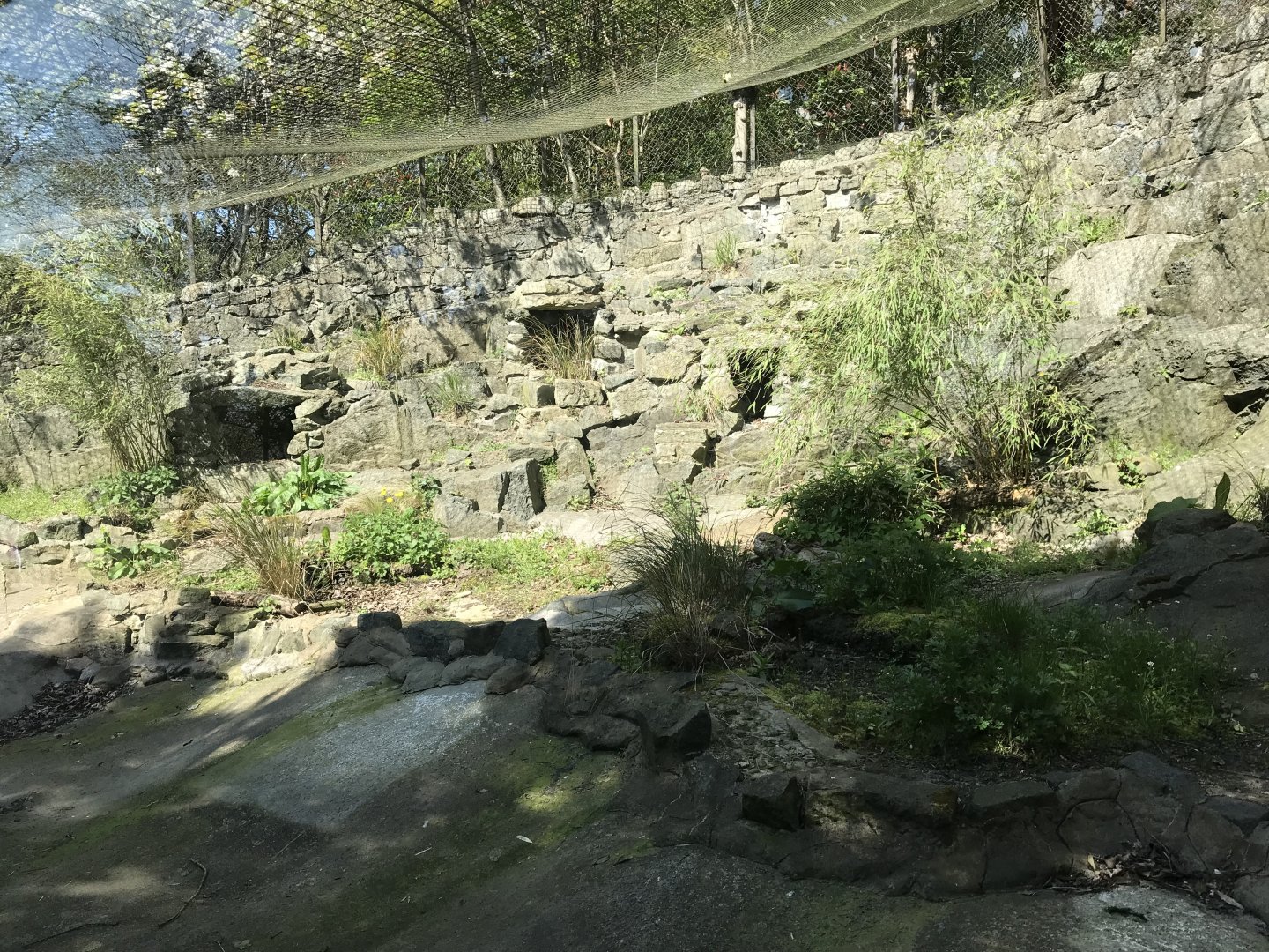 Former penguin/ baer’s pochard enclosure