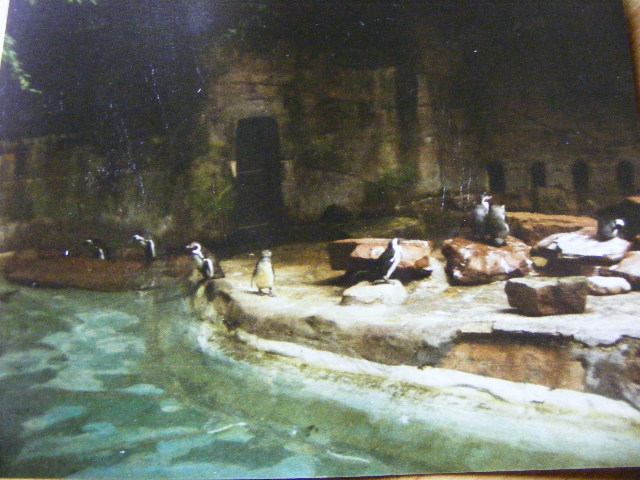 former penguin enclosure around 1998