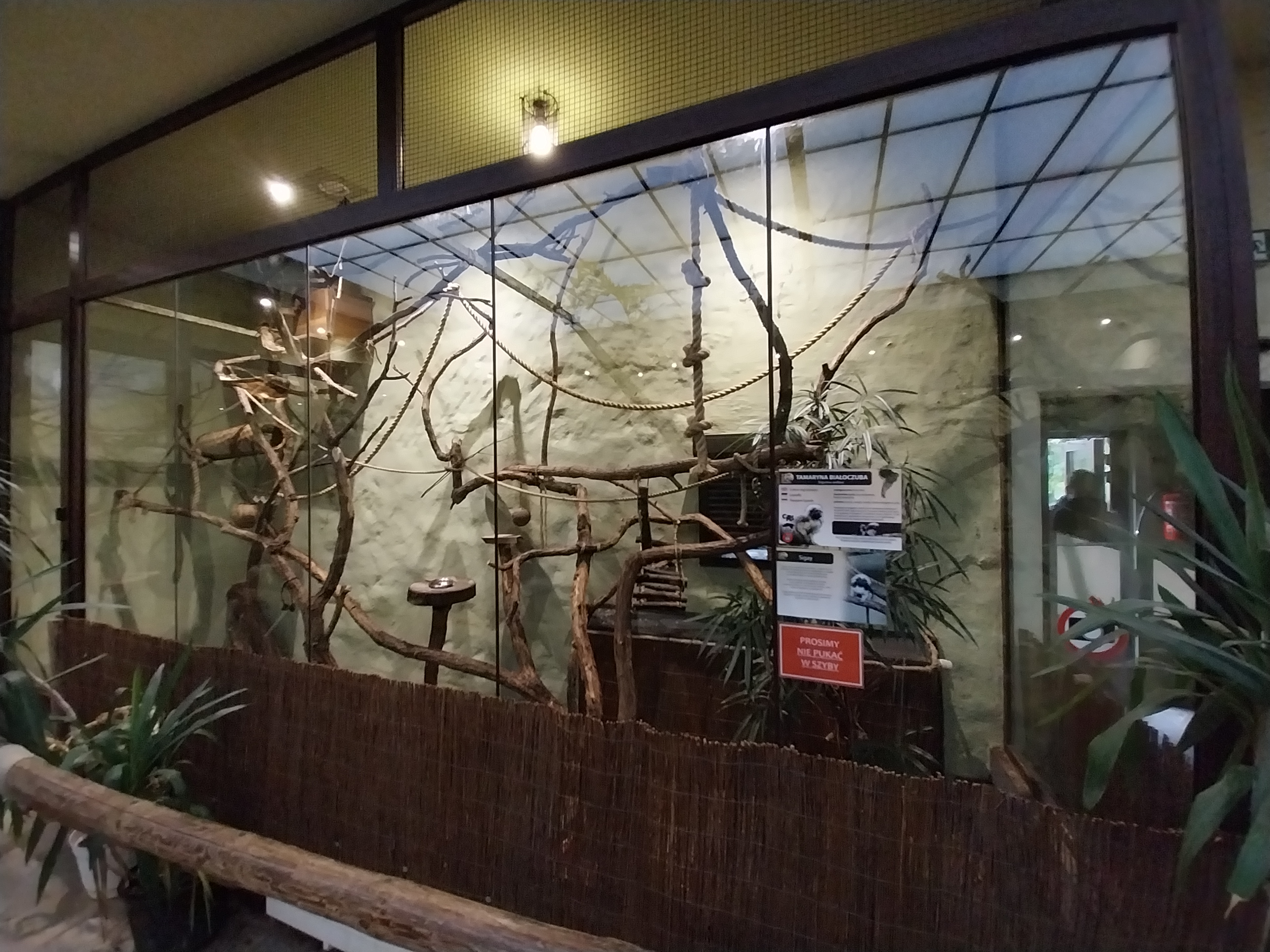 Former Pheasantry - Callithrichidae House - Cotton-top Tamarin (Saguinis oedipus)