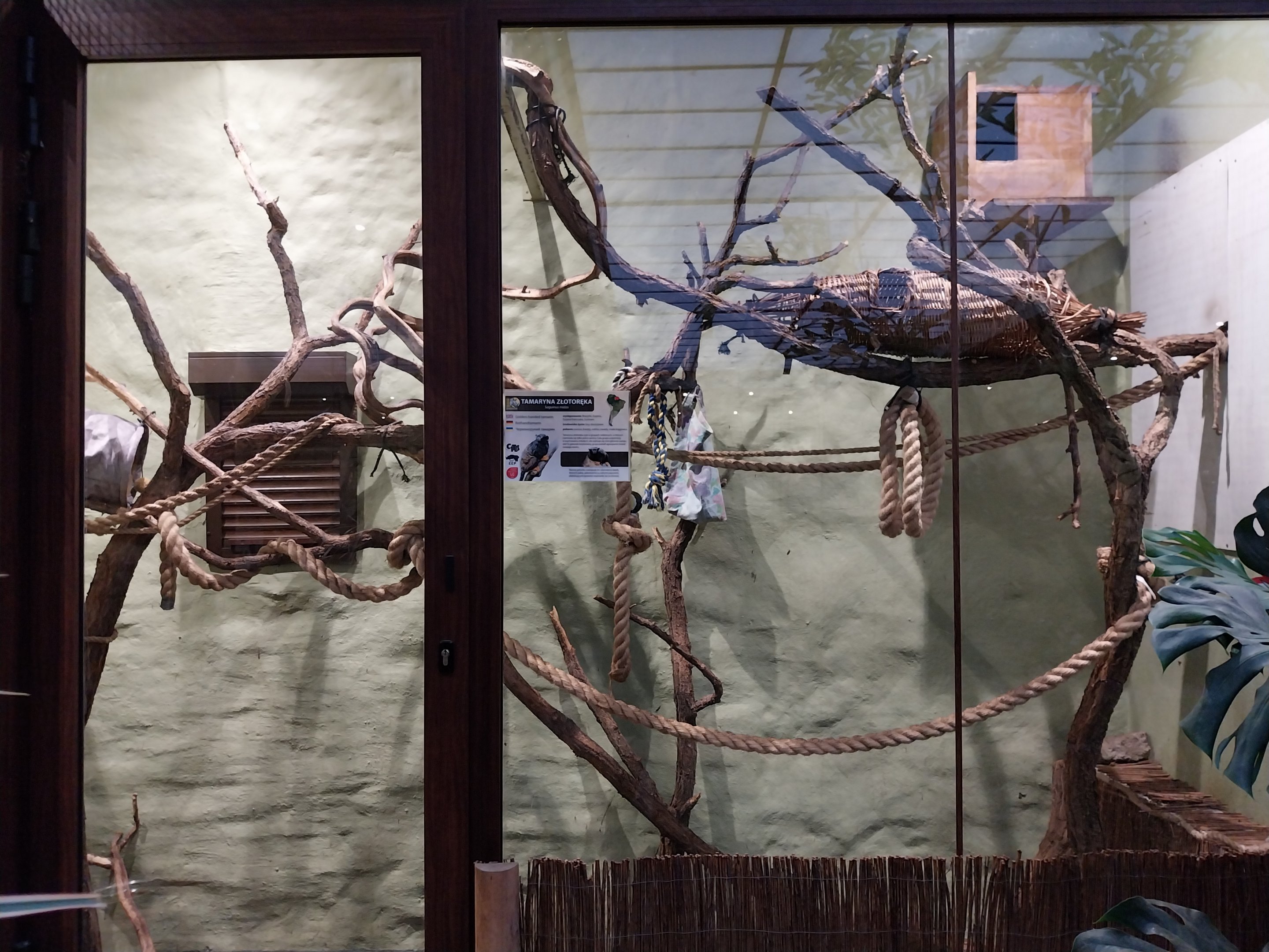 Former Pheasantry - Callithrichidae House  - Golden-handed Tamarin (Saguinis midas)