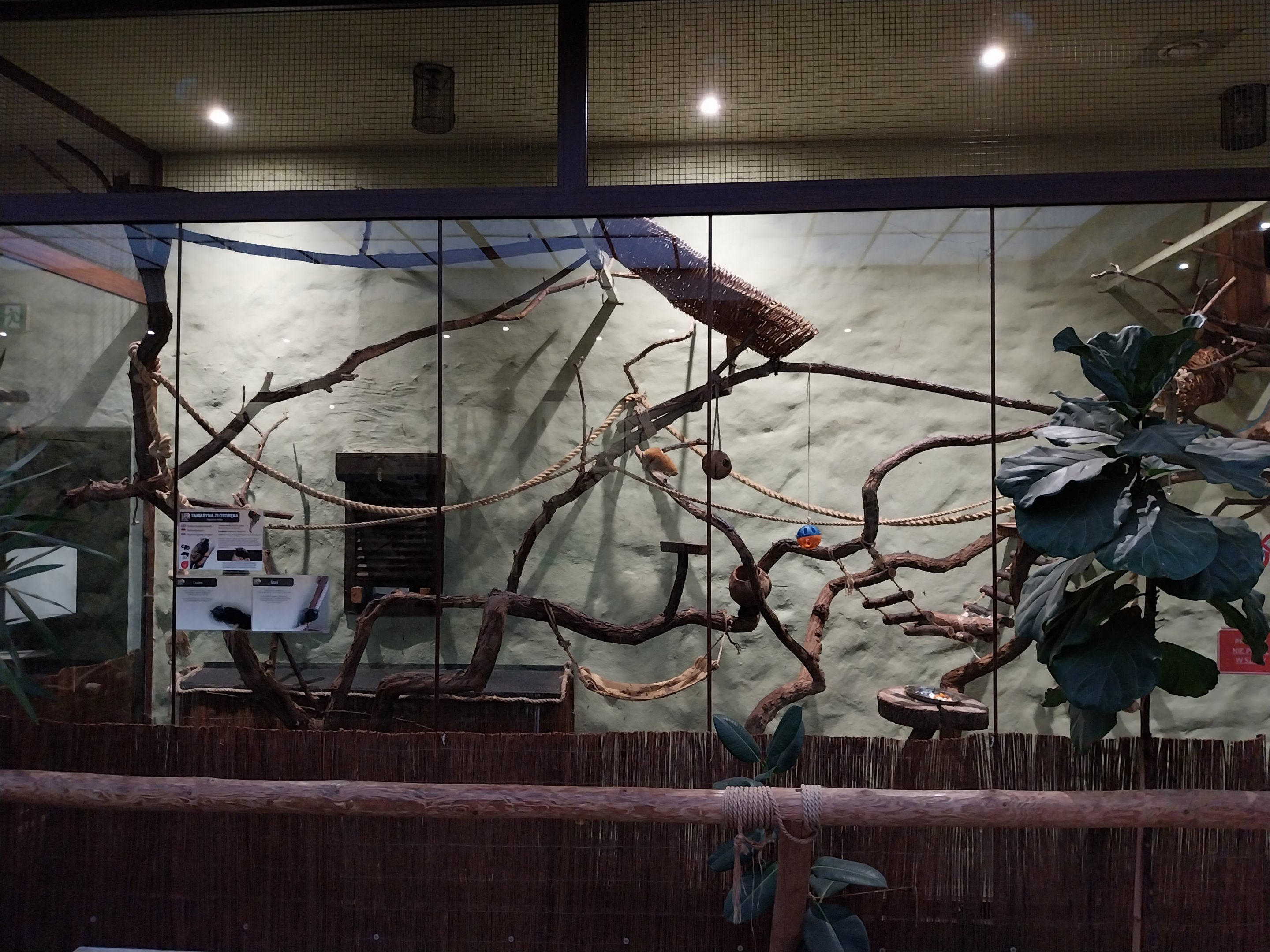 Former Pheasantry - Callithrichidae House - Golden-handed Tamarin (Saguinis midas)