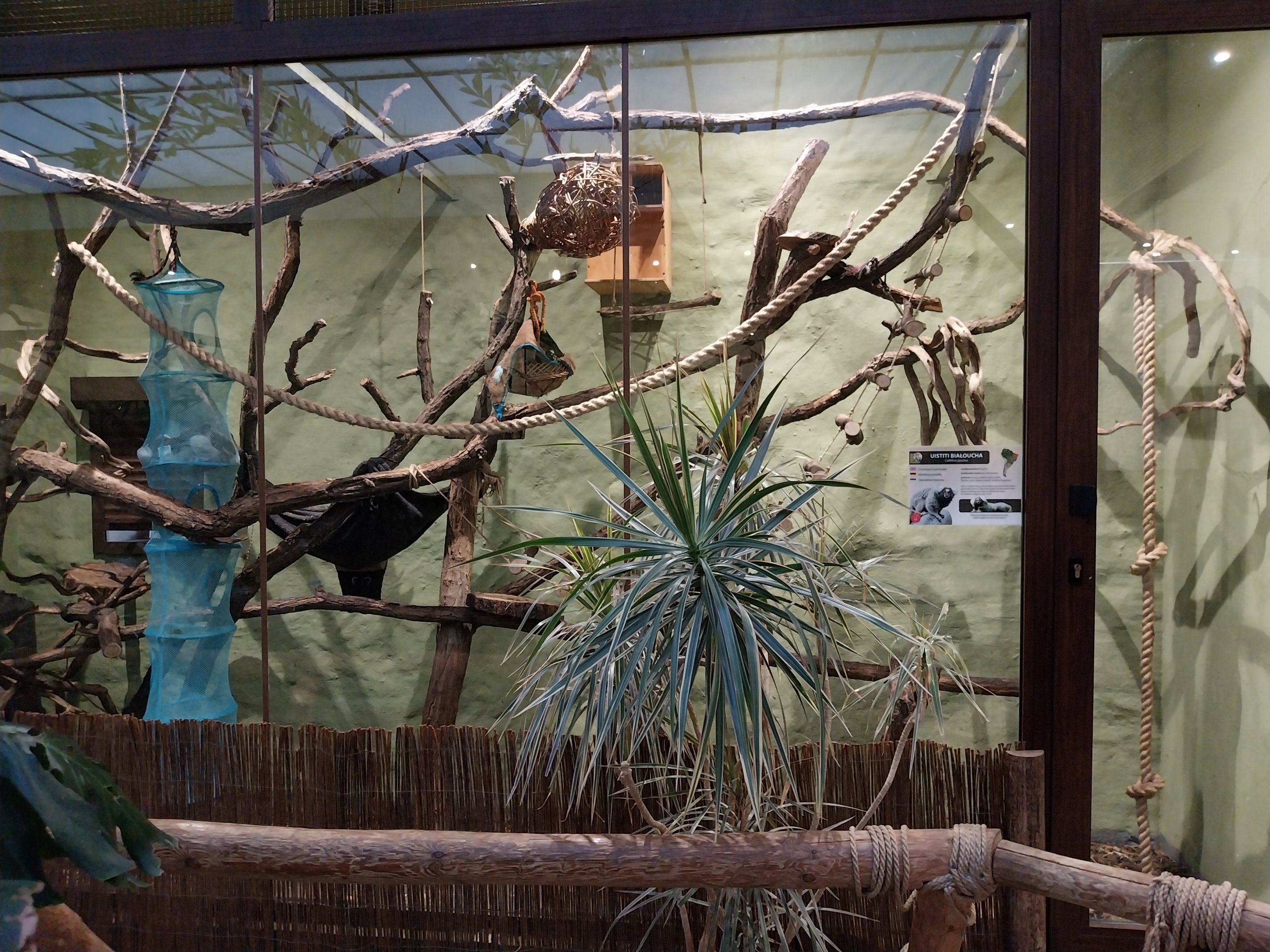 Former Pheasantry - Callithrichidae House - White Tufted-ear Marmoset (Callithrix jacchus)