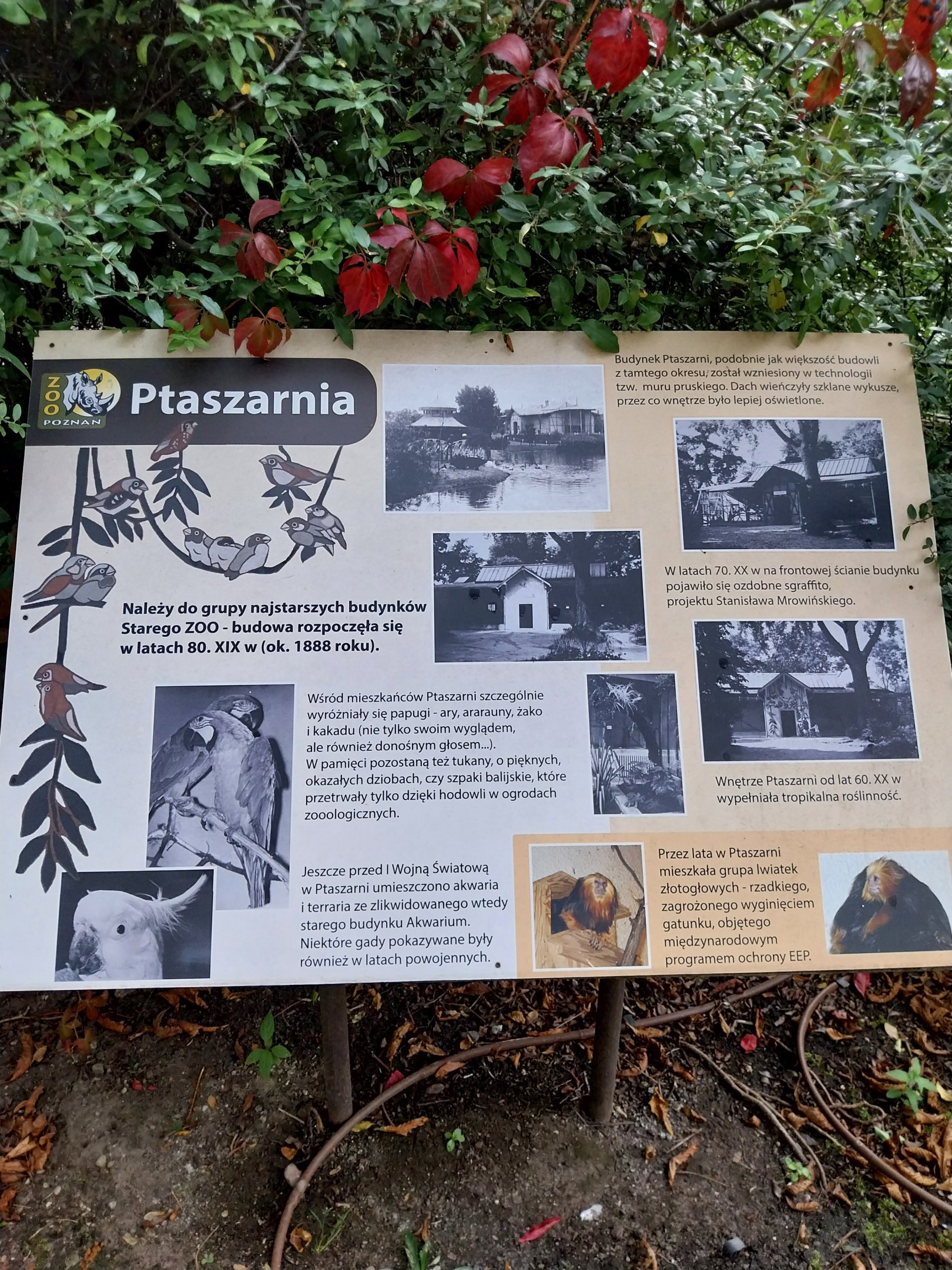 Former Pheasantry - Callithrichidae House