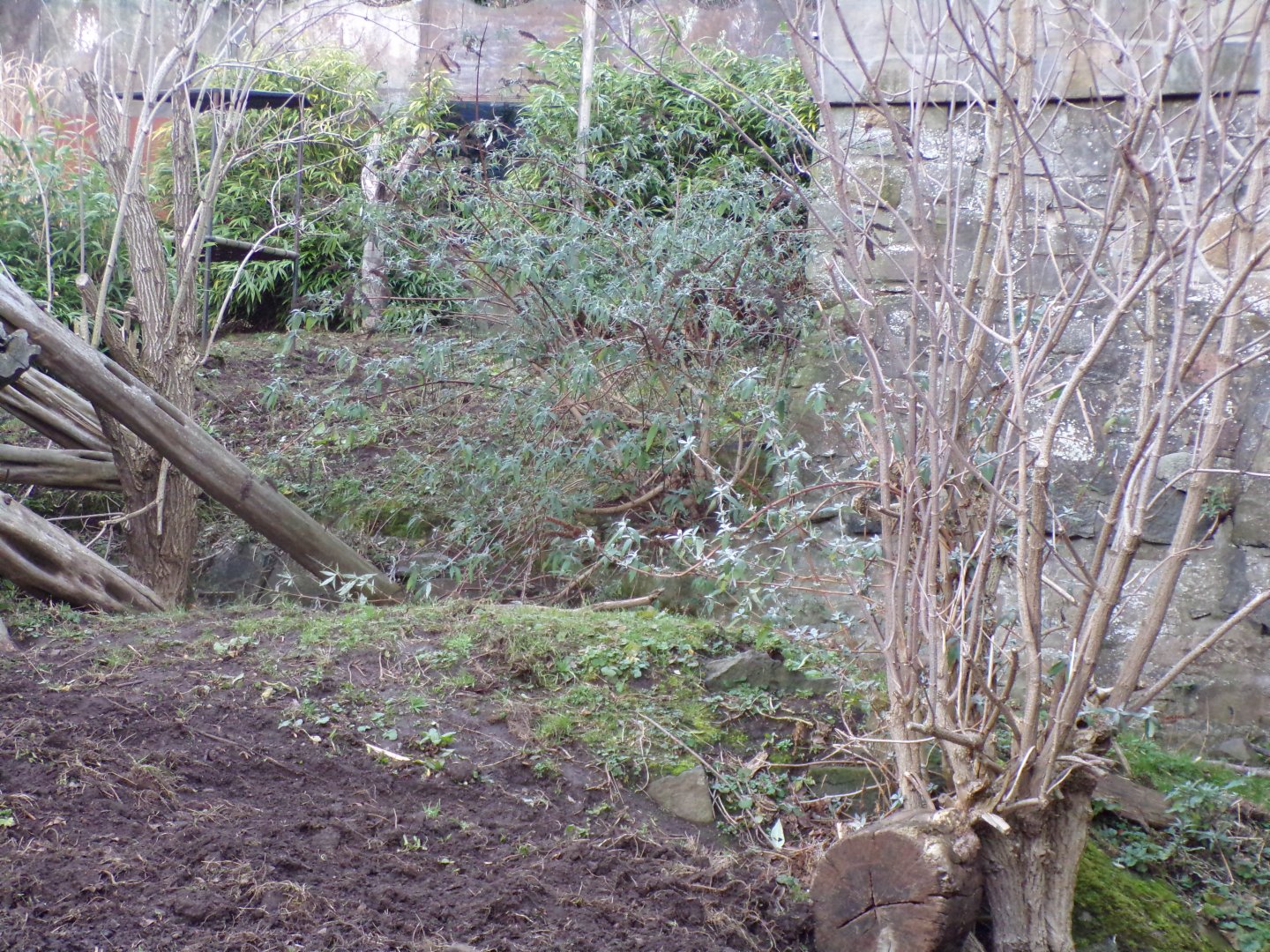Former polar bear enclosure wall (and where it stopped) 27.12.24