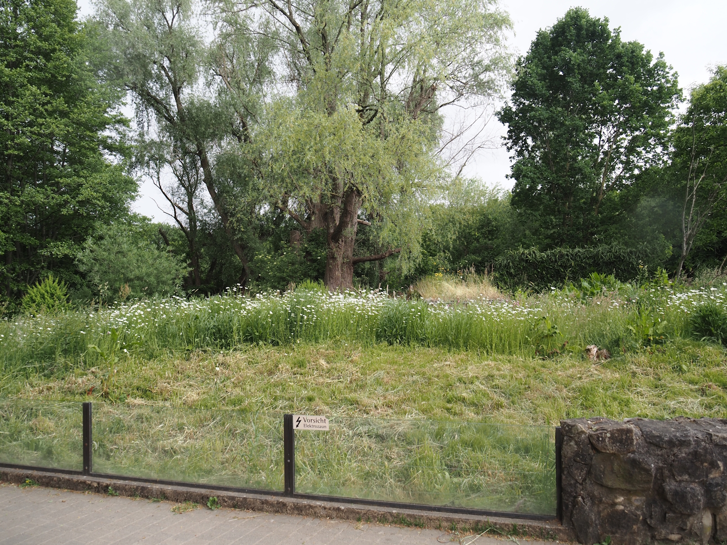 Former prairie dog exhibit, now wildlife and pollinator garden, 2025-05-22