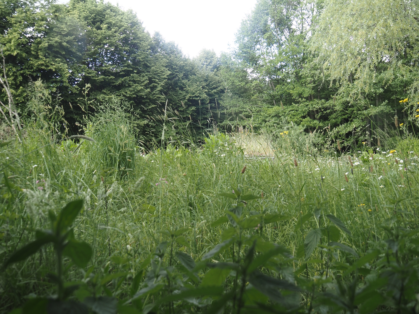 Former prairie dog exhibit, now wildlife and pollinator garden, 2025-05-22