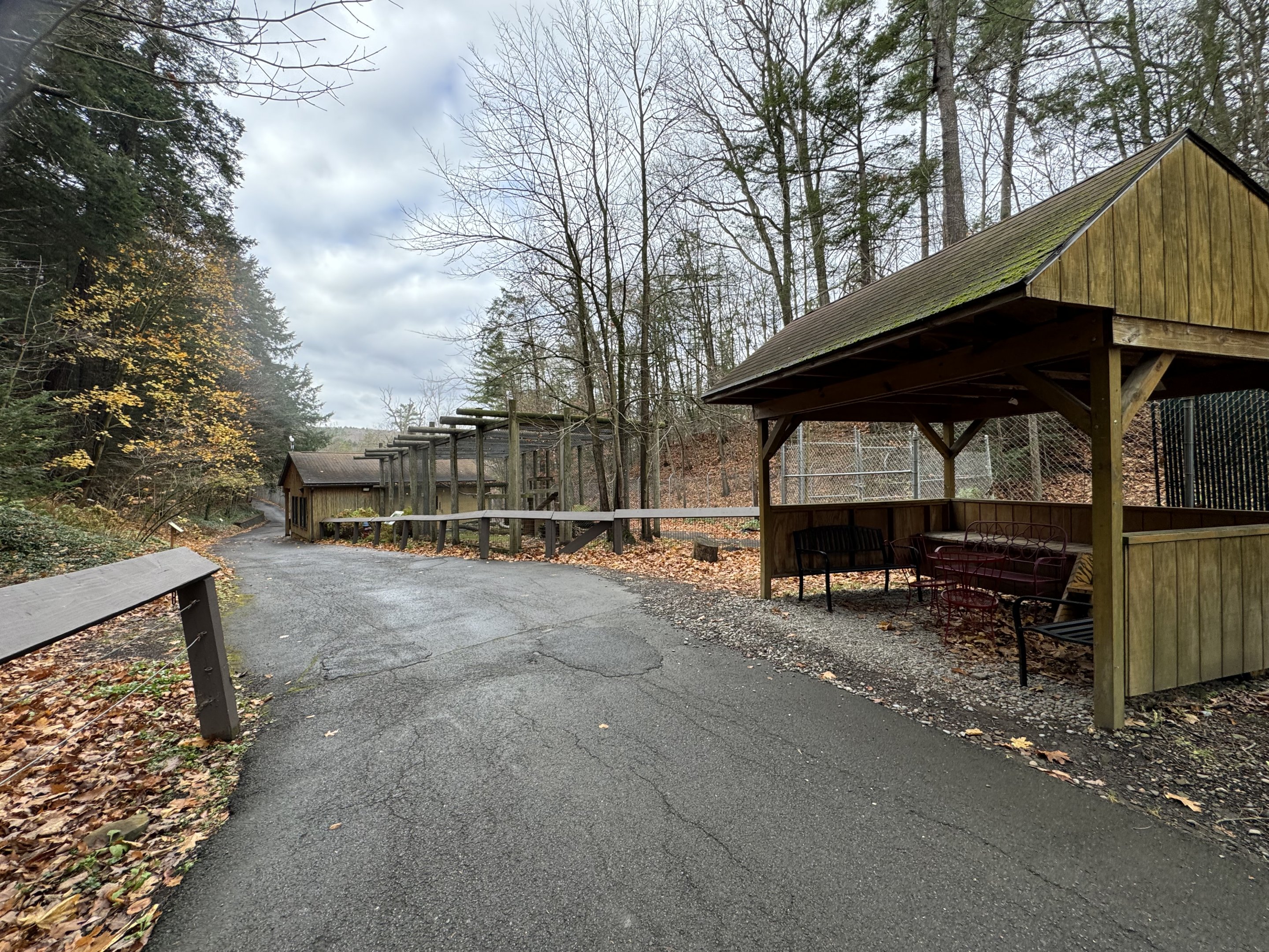 Former Puma exhibit - now home to Indian peafowl & Lady Amherst’s pheasants