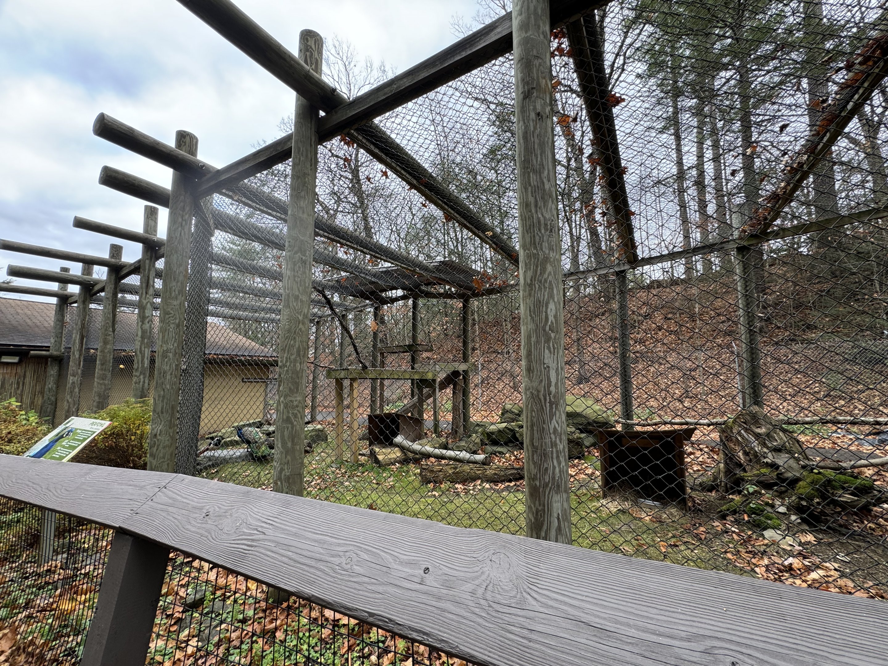 Former Puma exhibit - now home to Indian peafowl & Lady Amherst’s pheasants