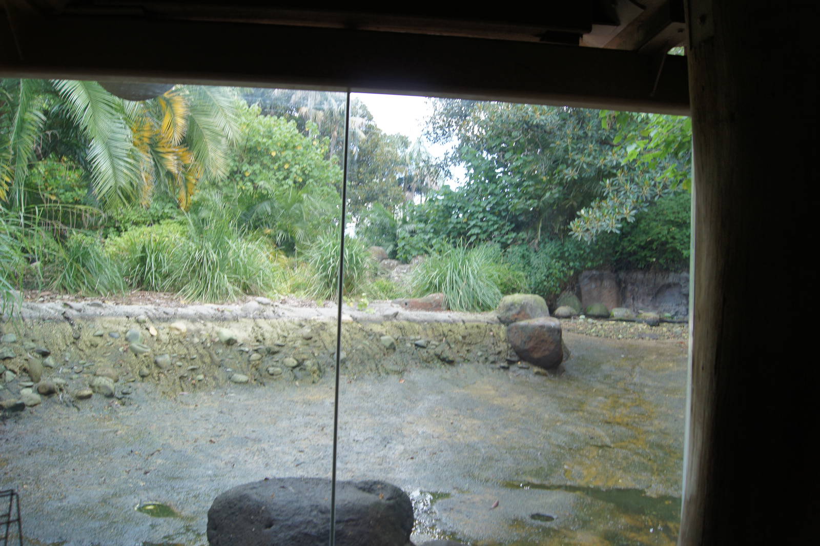 Former Pygmy Hippo Exhibit Renovations