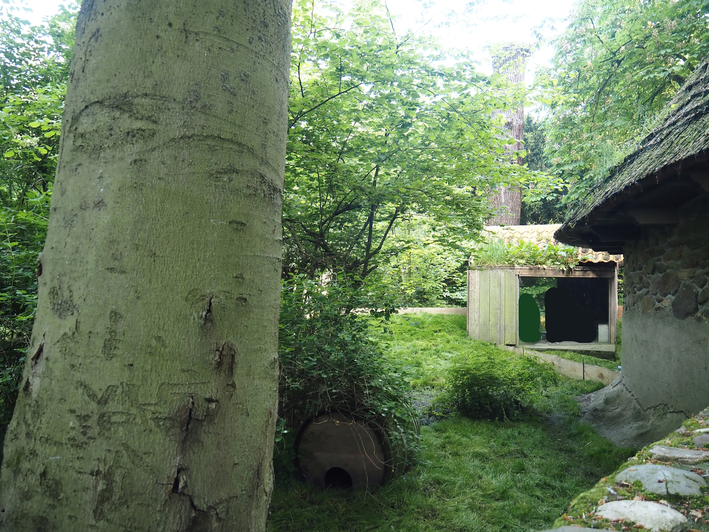 Former raccoon/badger exhibit, Now home to domestic guinea pigs, 2024-05-10