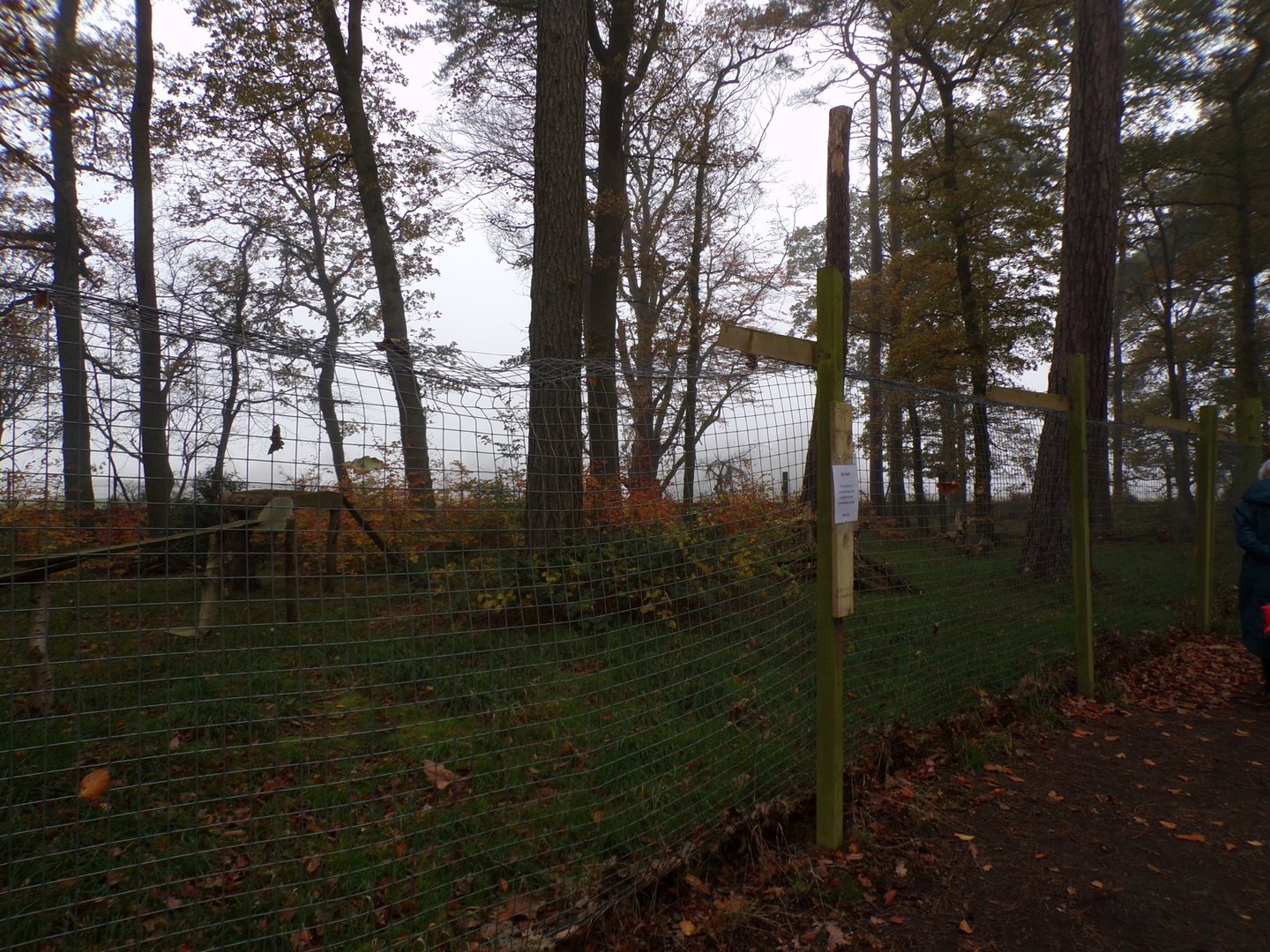 Former red fox enclosure (3)